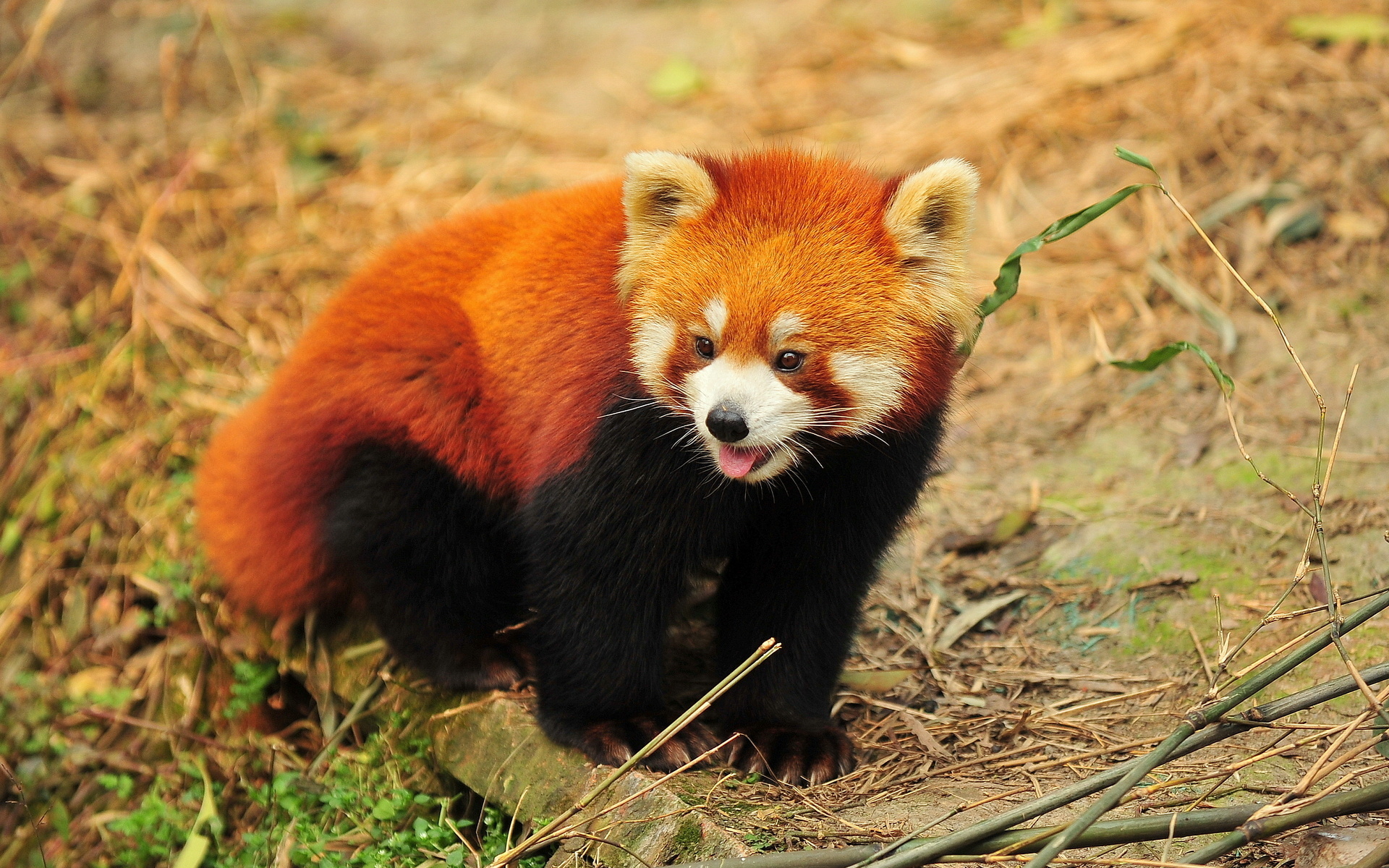 Фото панда и красная панда