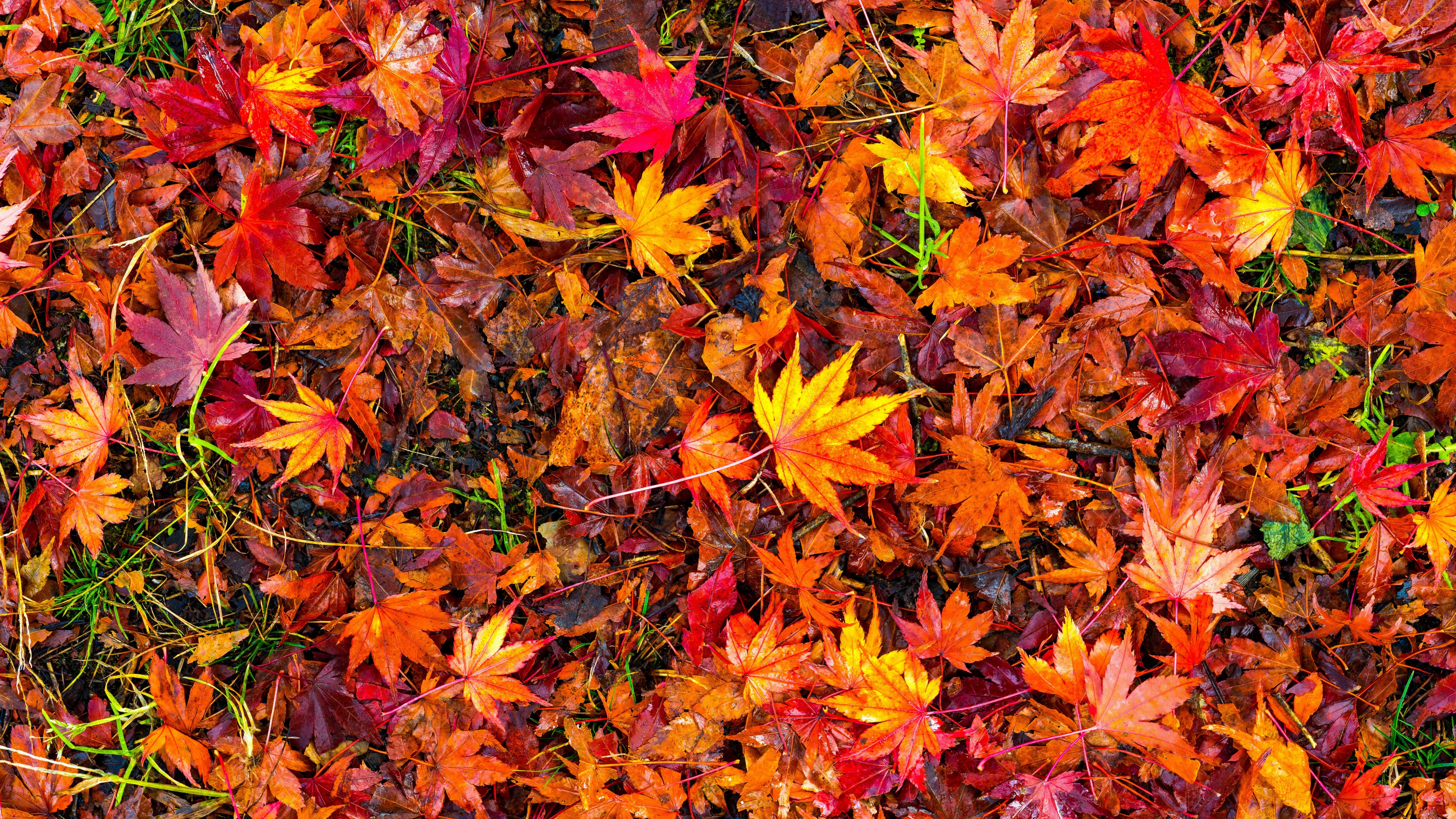 Разноцветный лист клена. Осенняя листва. Осень листья. Разноцветные листья. Осенние листья фон.