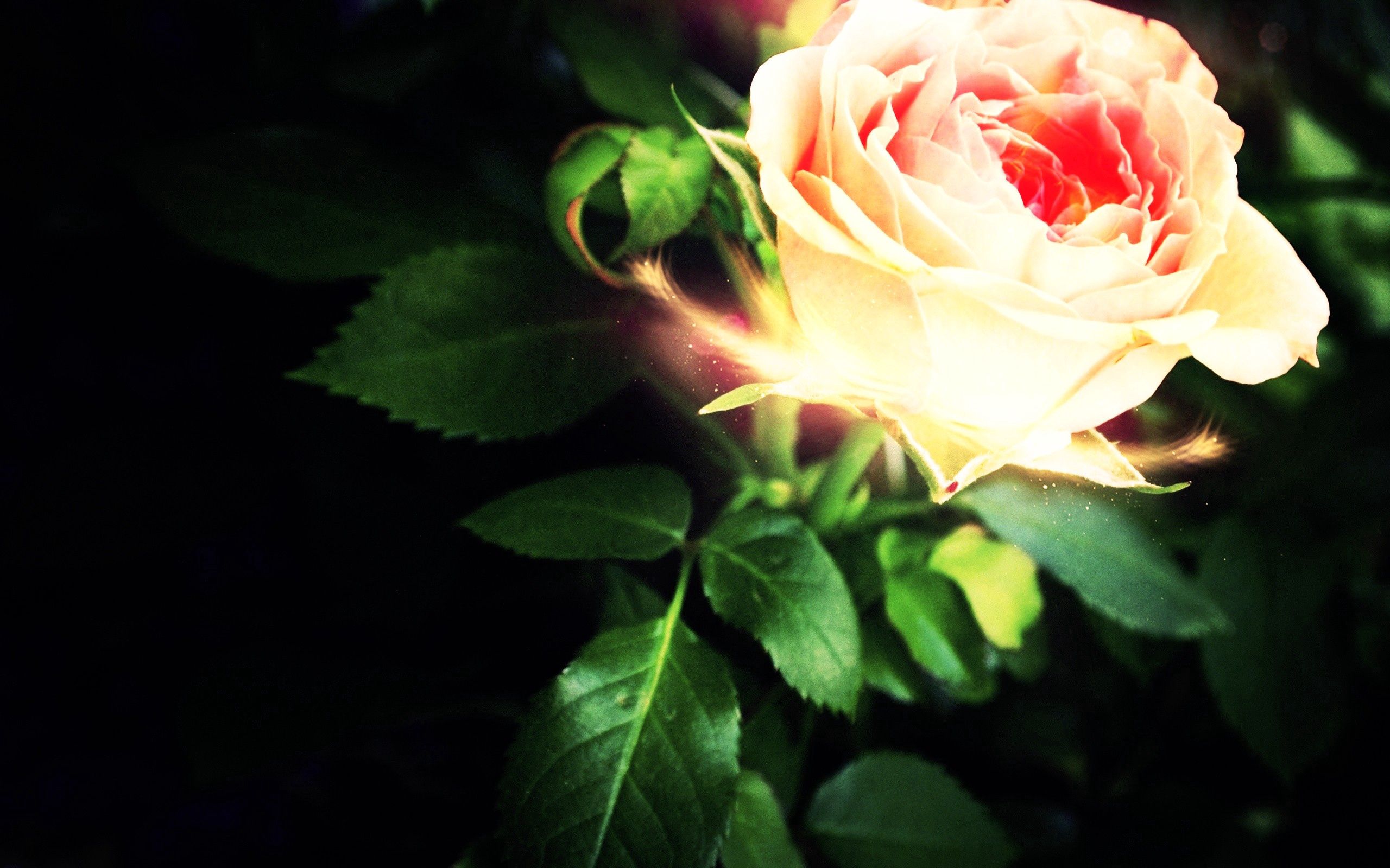 Free download wallpaper Shine, Rose Flower, Light, Rose, Petals, Abstract on your PC desktop