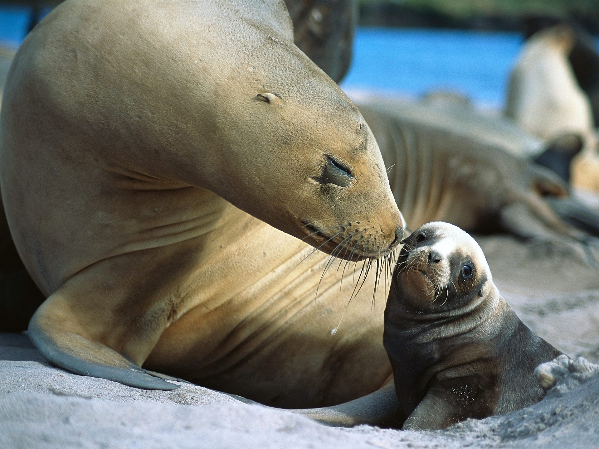 animal, seal, seals phone background