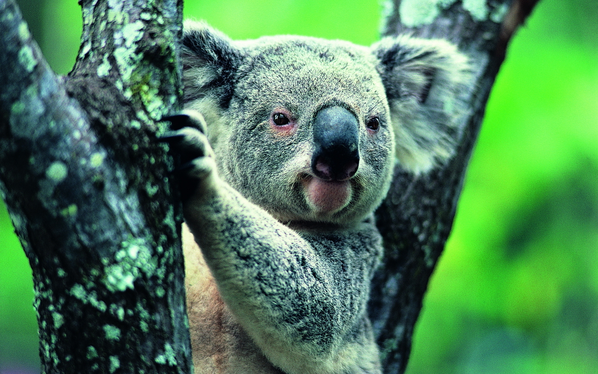 32546 télécharger le fond d'écran koalas, animaux - économiseurs d'écran et images gratuitement