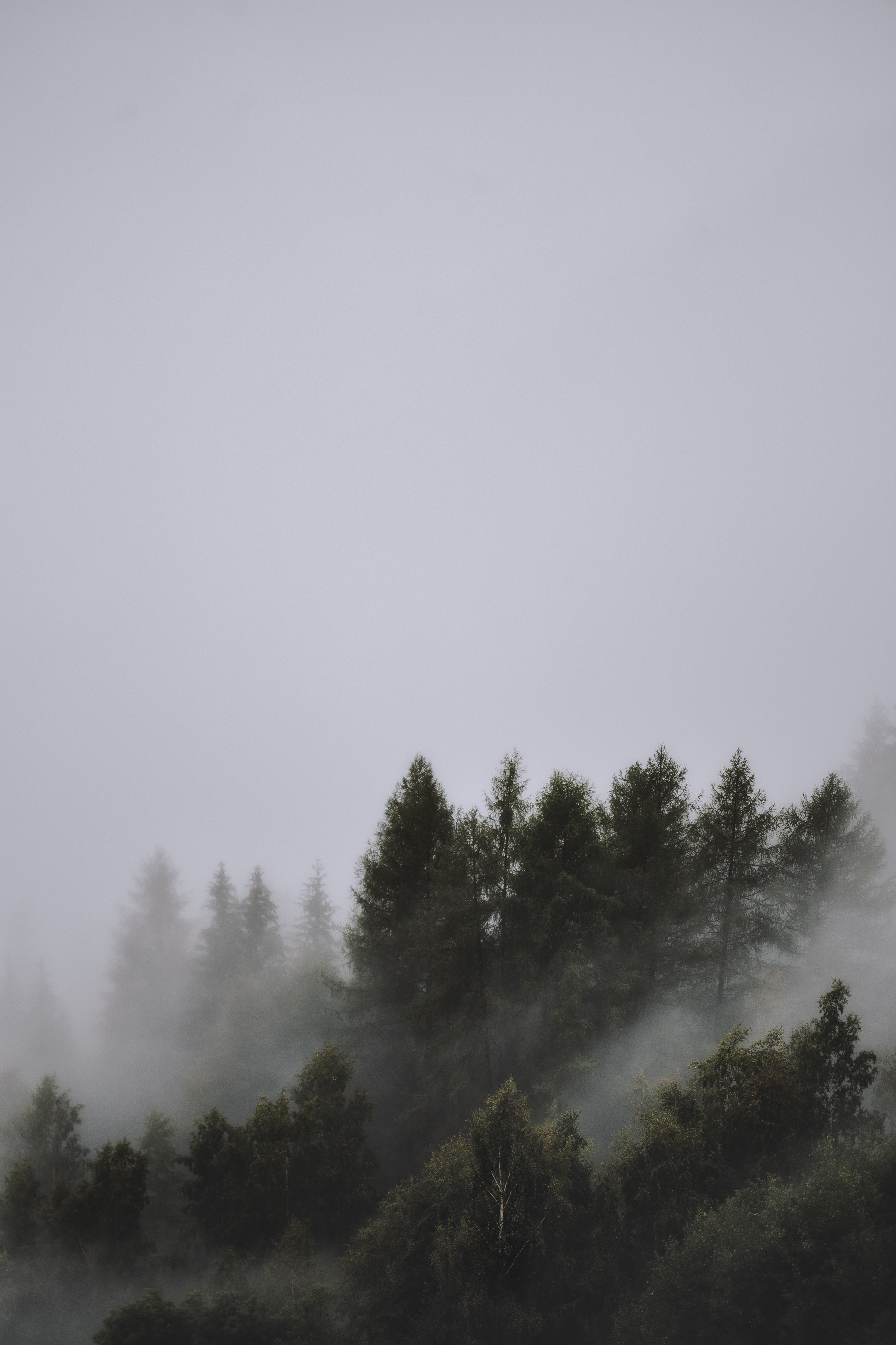 Download mobile wallpaper Tops, Top, Trees, Fog, Sky, Nature for free.