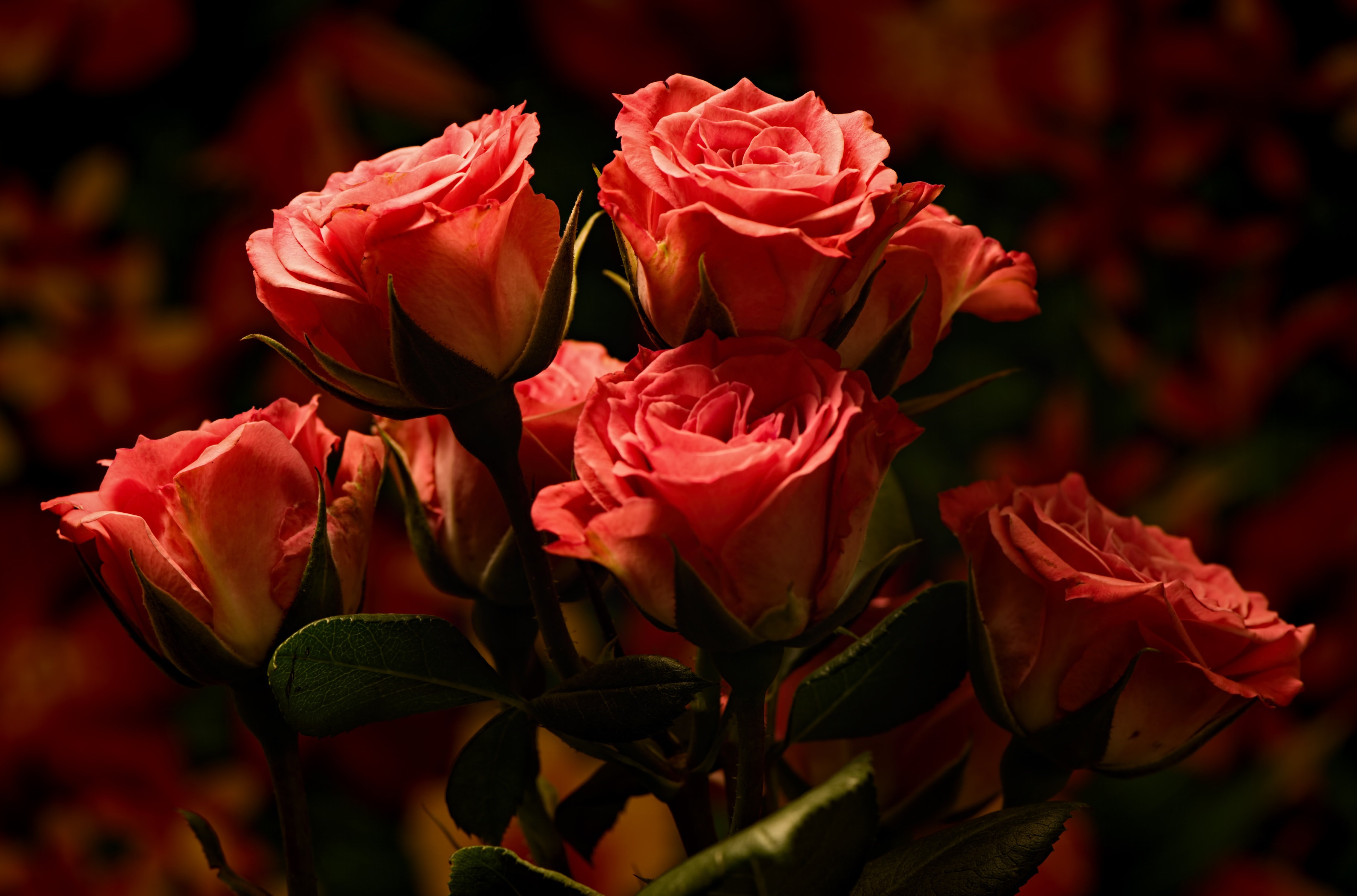 Красивые вечерние розы