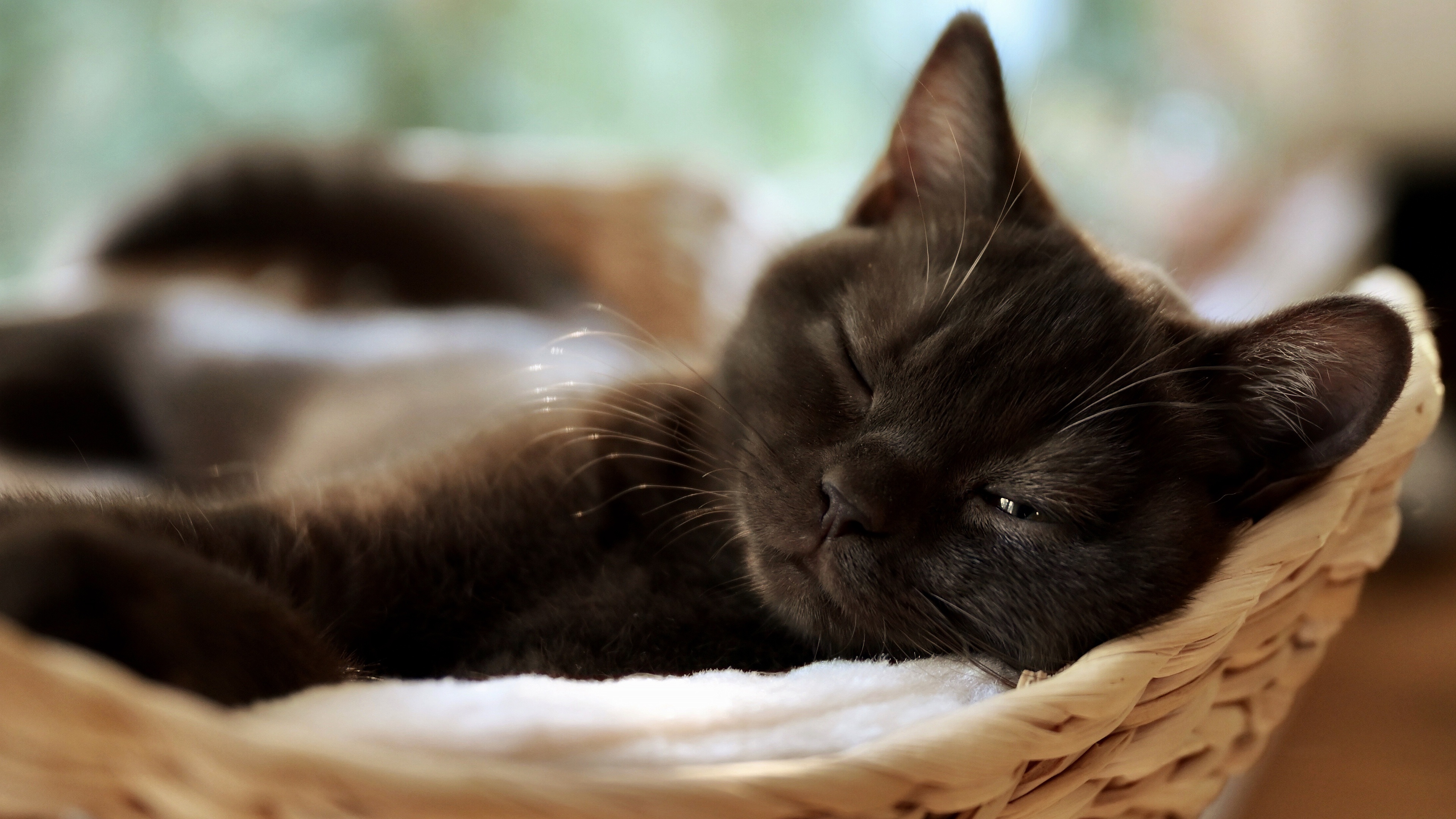 Черный котенок спит