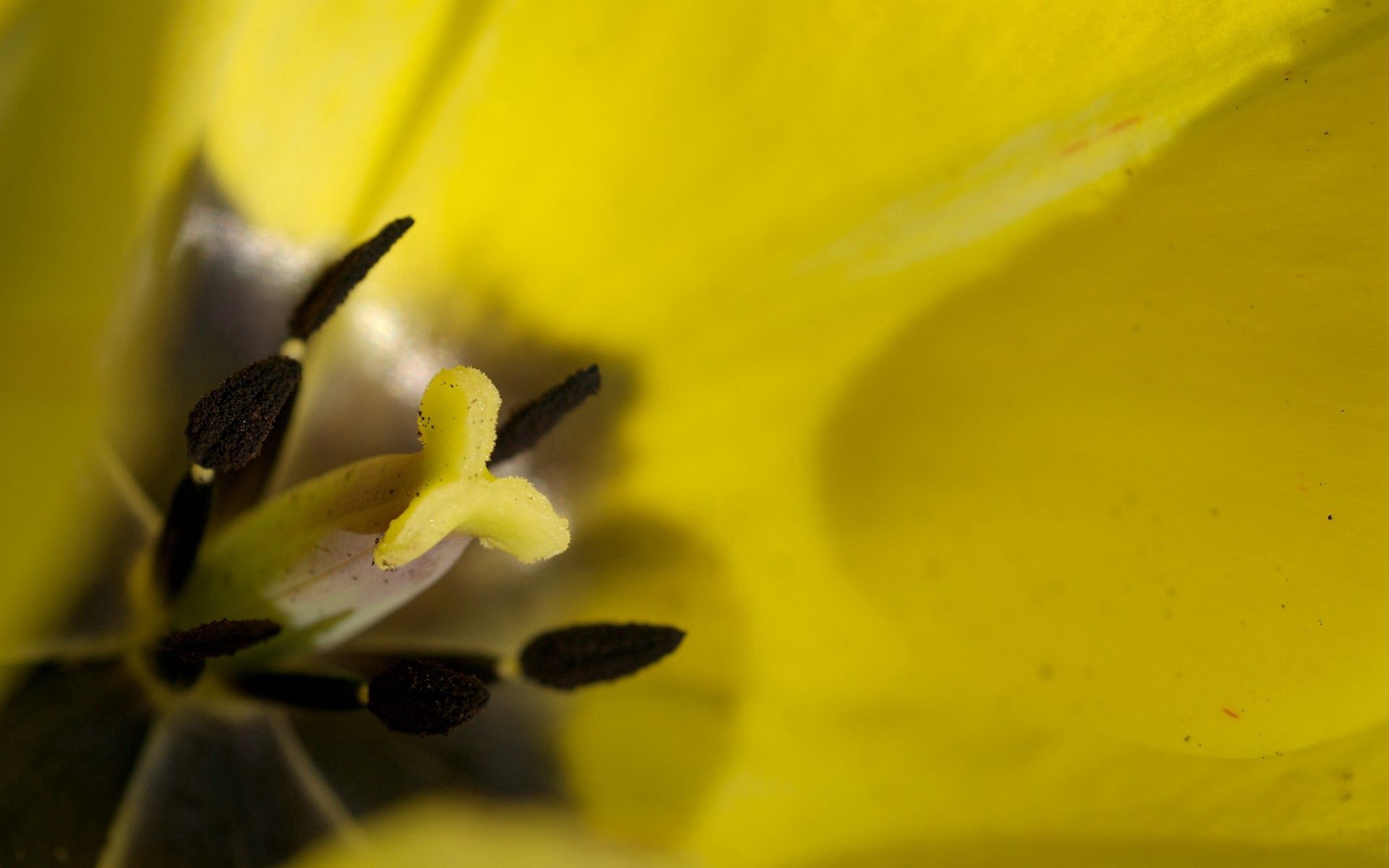 Laden Sie das Makro, Staubblätter, Tulip, Blütenblätter, Tulpe, Blume-Bild kostenlos auf Ihren PC-Desktop herunter