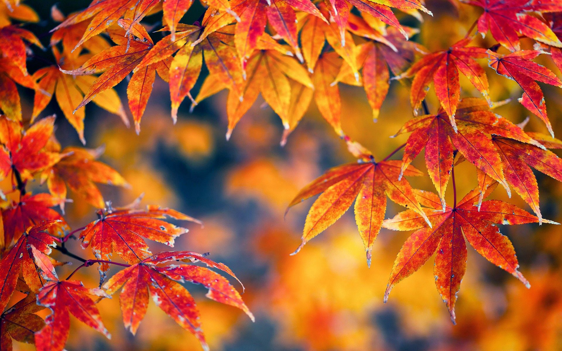 leaves, autumn, macro, light, light coloured, maple