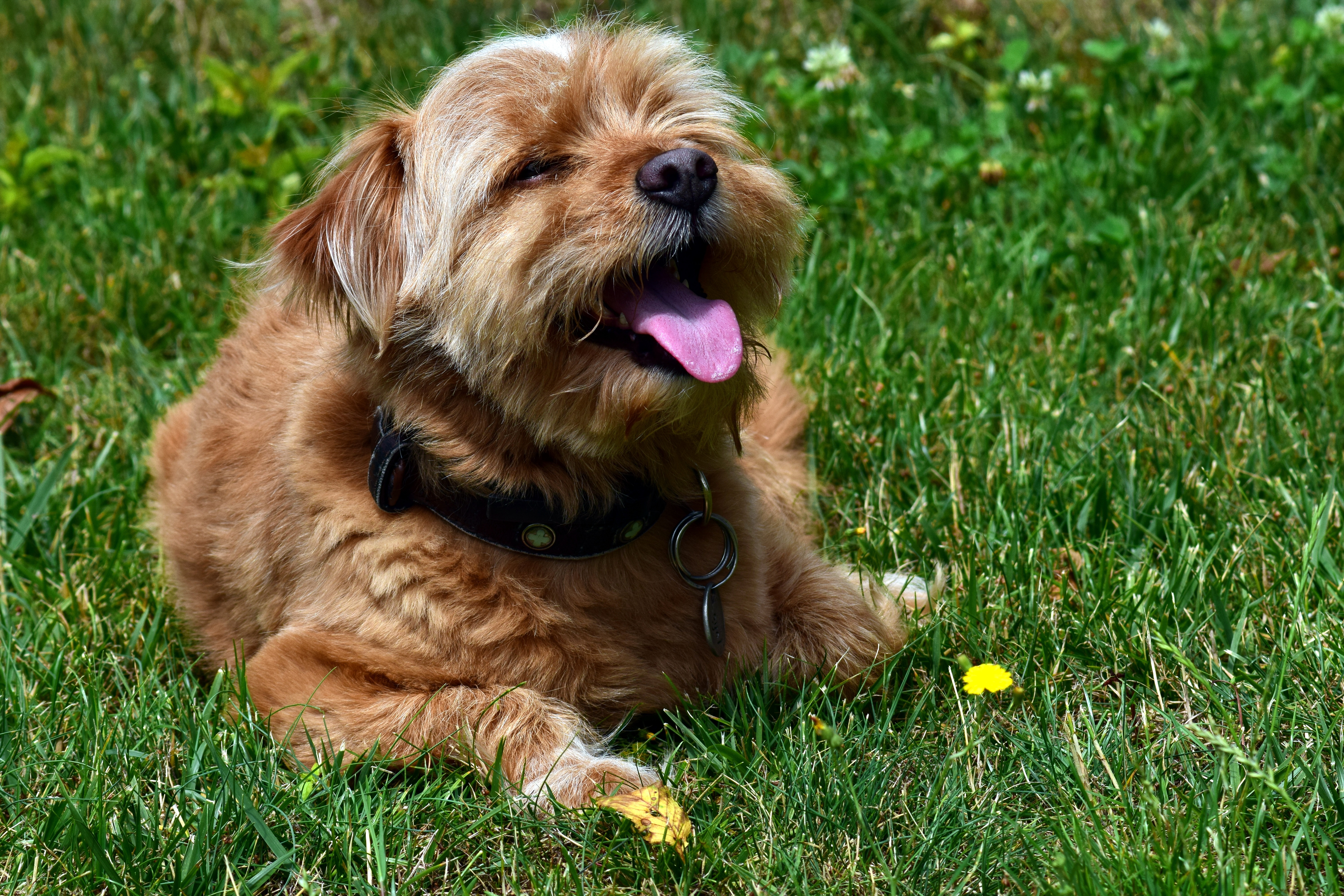 Descarga gratis la imagen Terrier, Animales, Perro, Bozal, Lengua Saliente, Lengua Pegada Hacia Fuera en el escritorio de tu PC