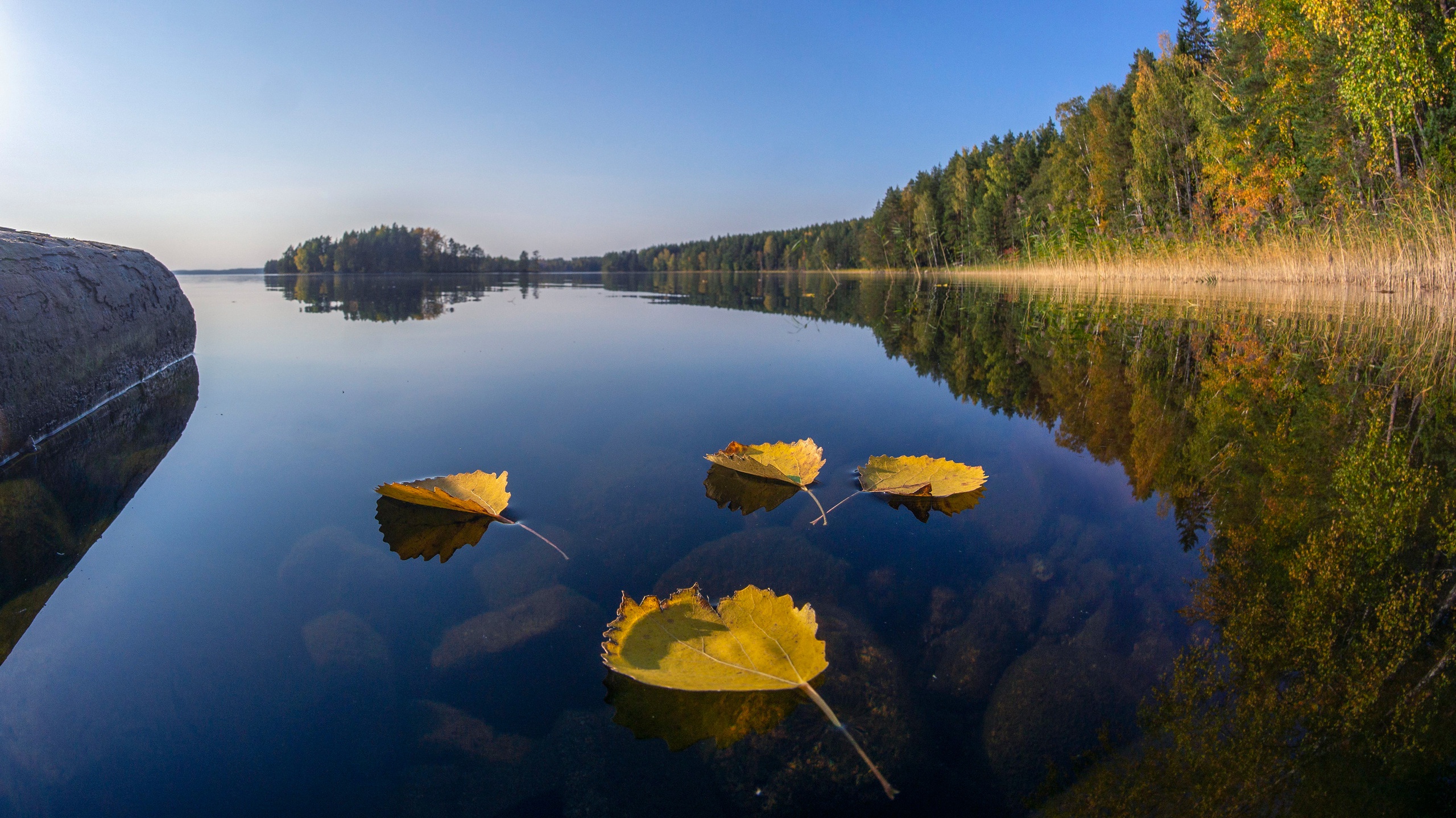 999514 descargar fondo de pantalla tierra/naturaleza, reflejo, finlandia, lago karijarvi, lago, hoja, naturaleza: protectores de pantalla e imágenes gratis