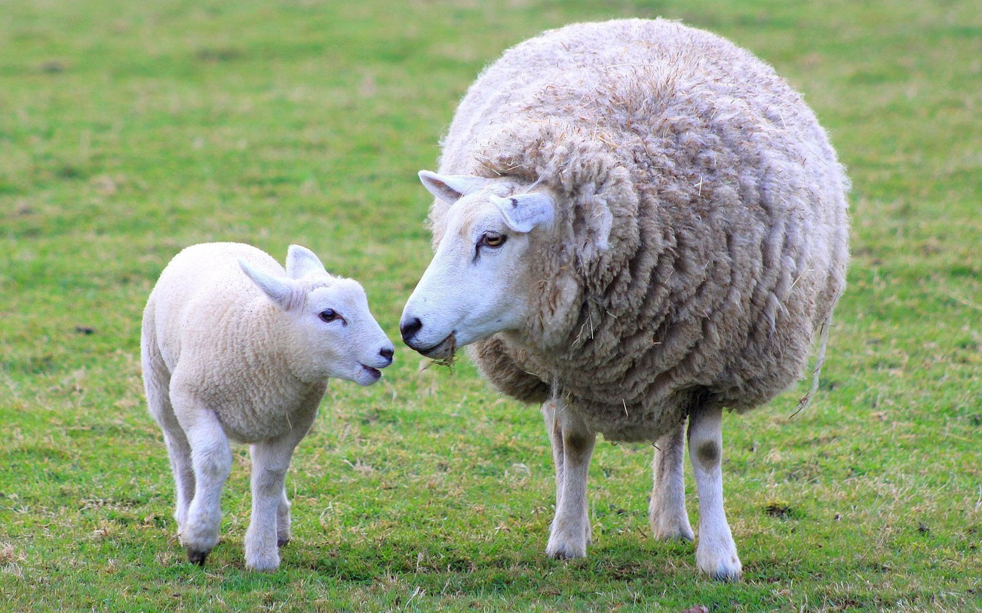animals, young, joey, sheep, wool, lamb, mum, mummy 2160p