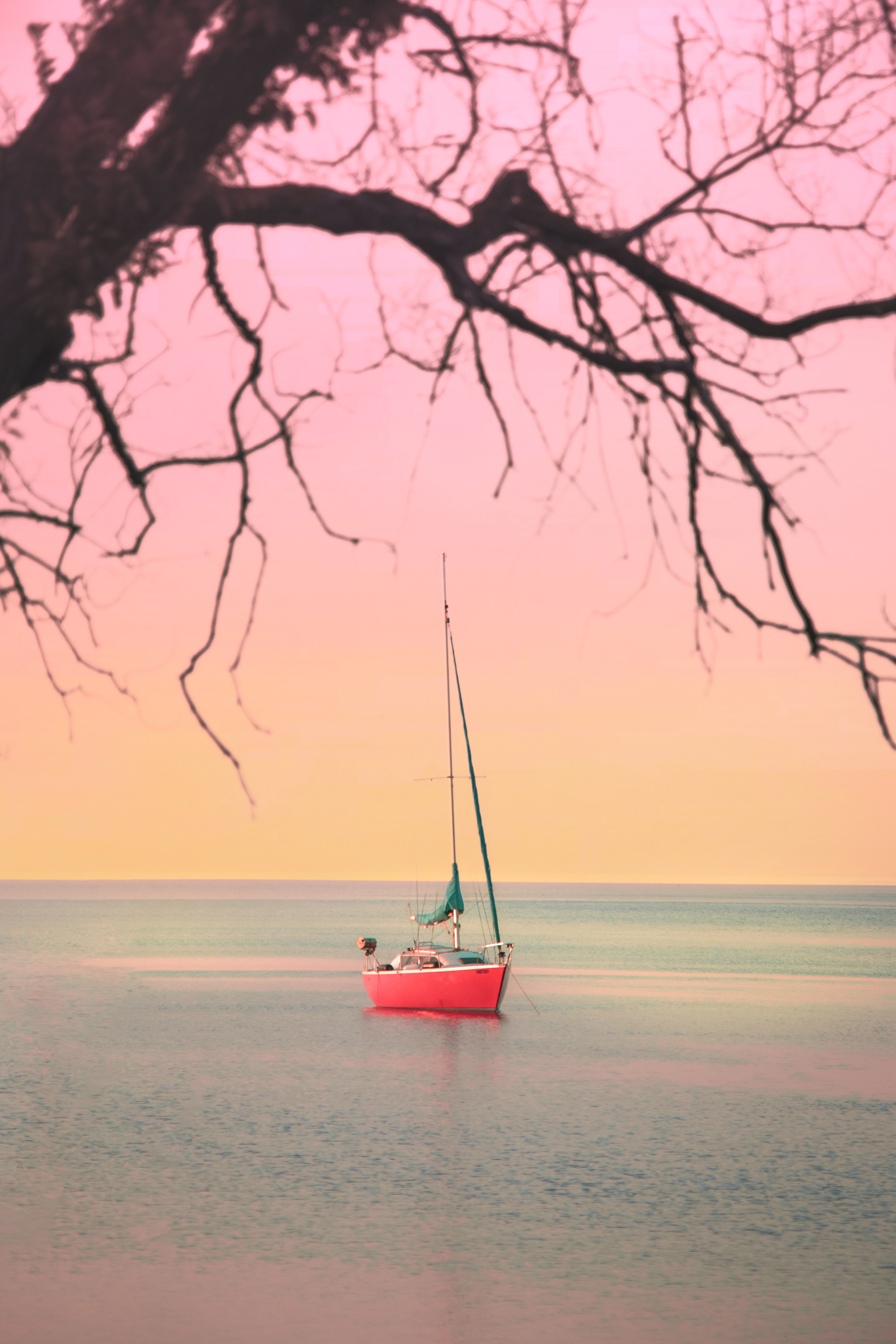 sailboat, sea, horizon, miscellanea, miscellaneous, branches, boat, sailfish mobile wallpaper