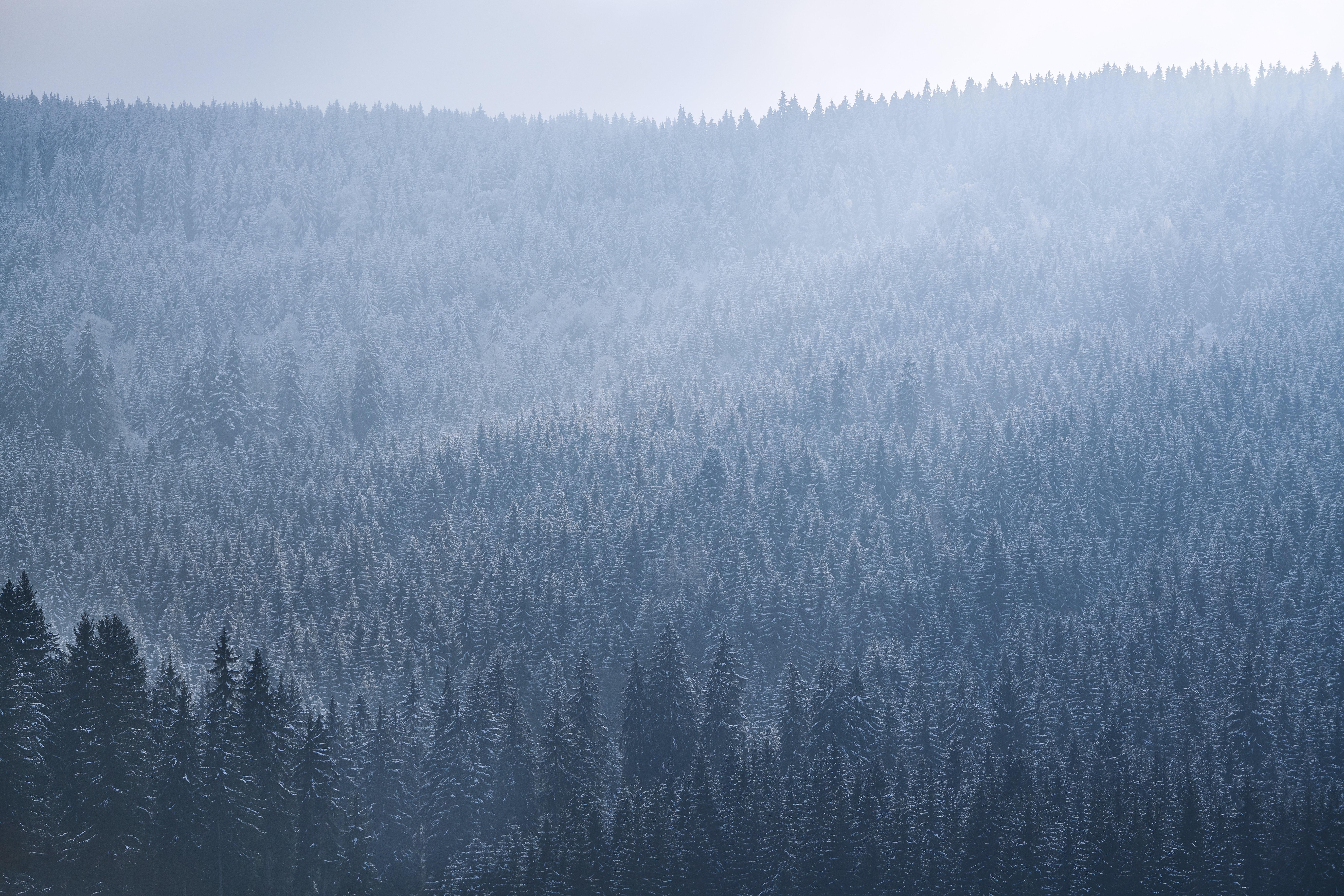 在您的 PC 桌面上免費下載 性质, 树, 天空, 森林, 多雾路段, 雾, 耶鲁, 云杉 圖片