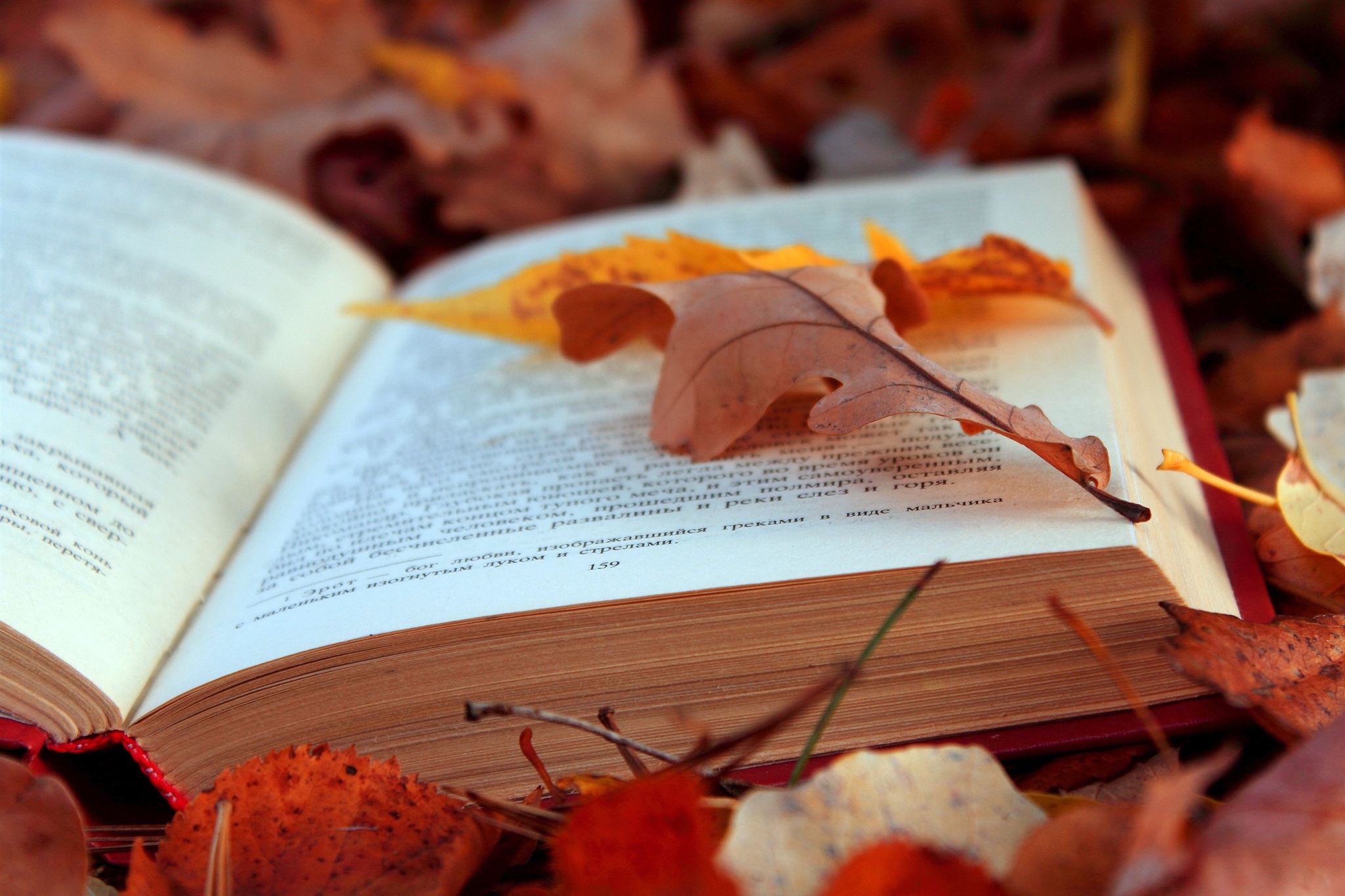 autumn, text, leaves, miscellanea, miscellaneous, foliage, book, pages, page