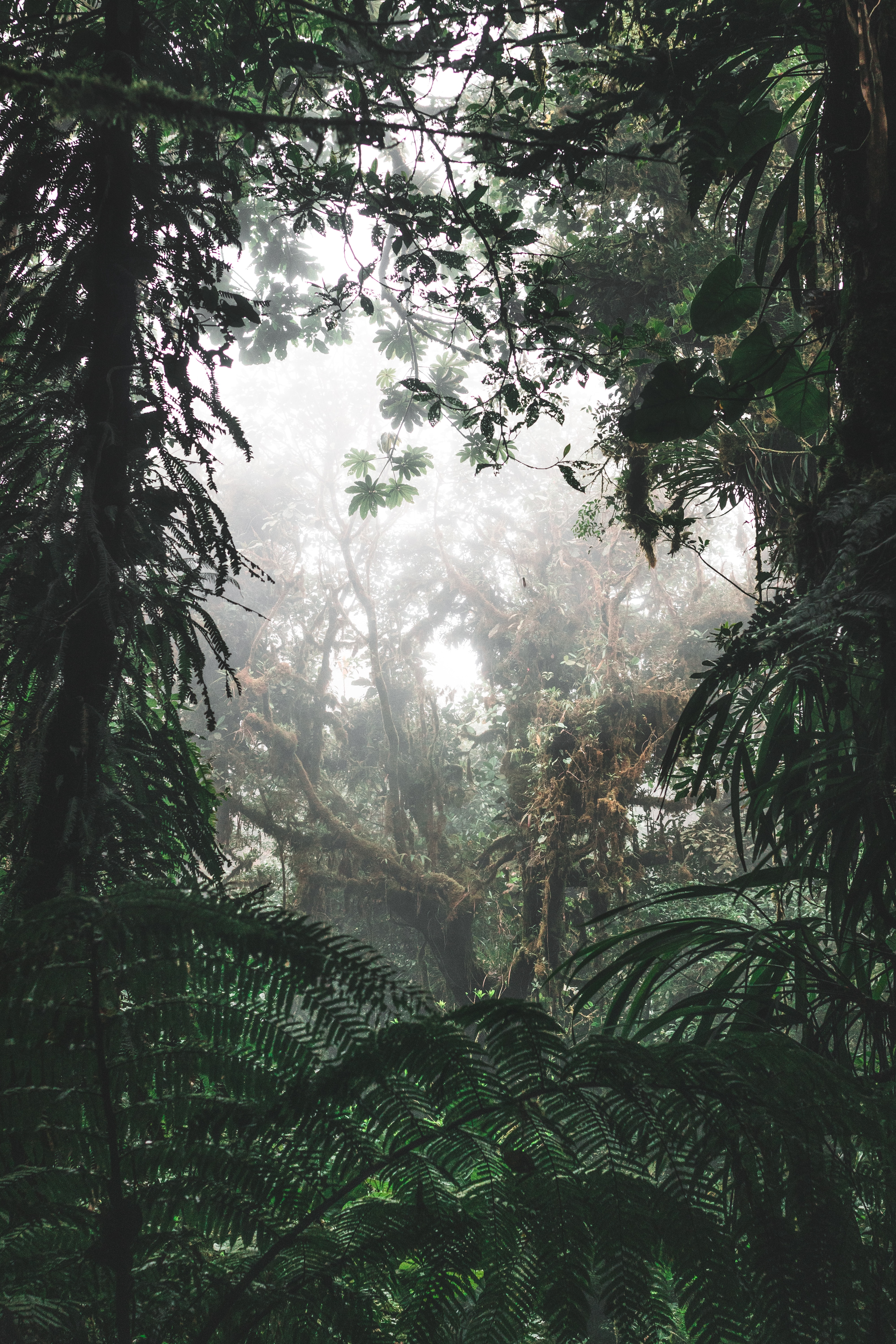 jungle, nature, trees, bush, forest, fog, tropics