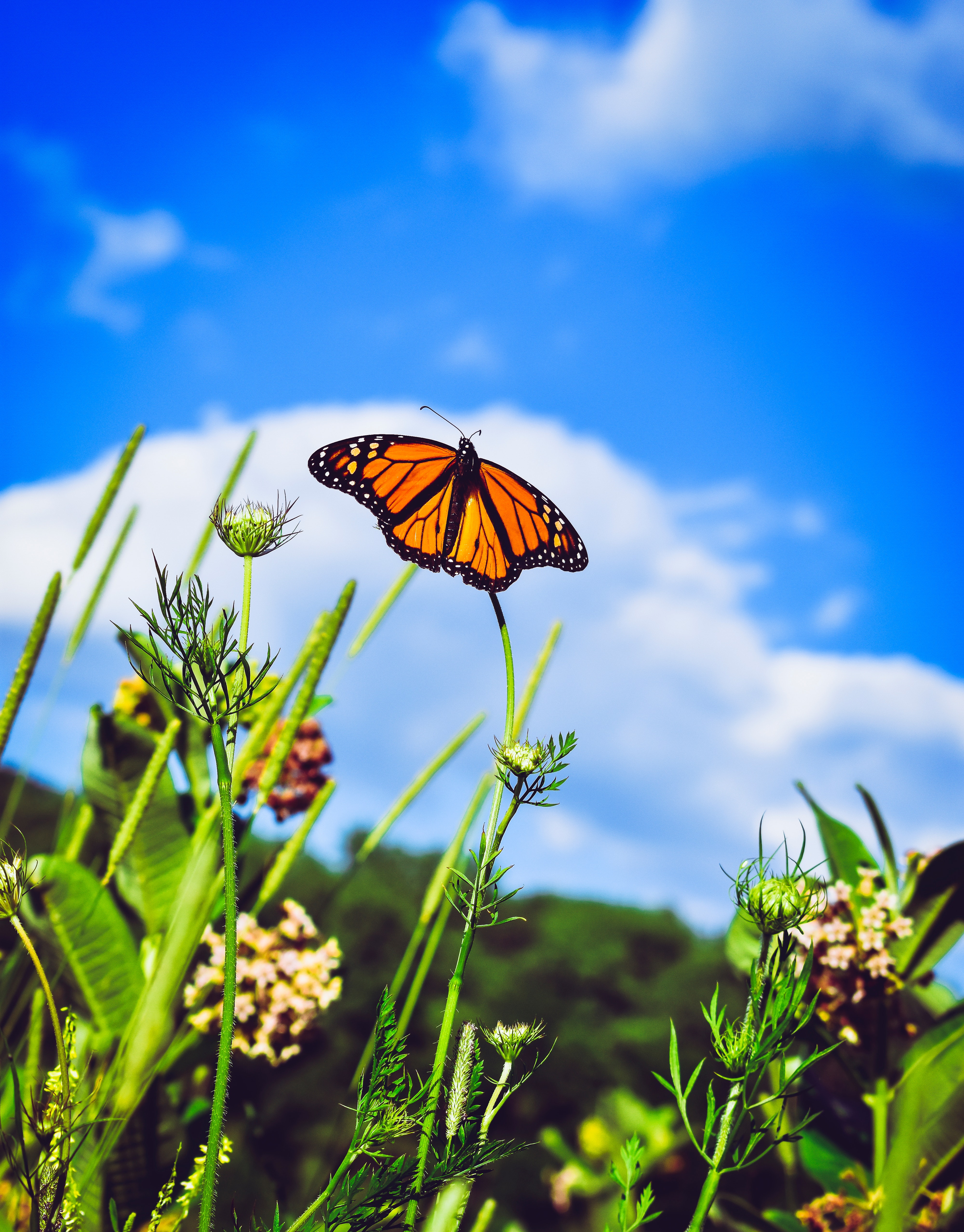 wings, danaida monarch, butterfly, macro, patterns, close up