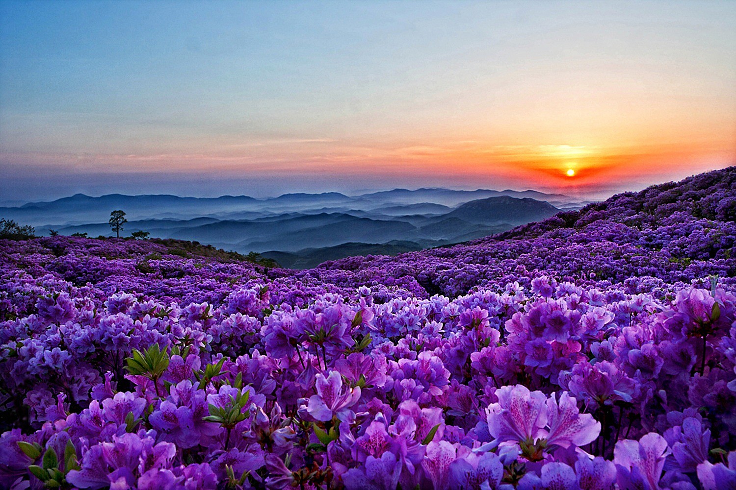 Download mobile wallpaper Flowers, Mountain, Flower, Earth, Spring, Purple Flower for free.