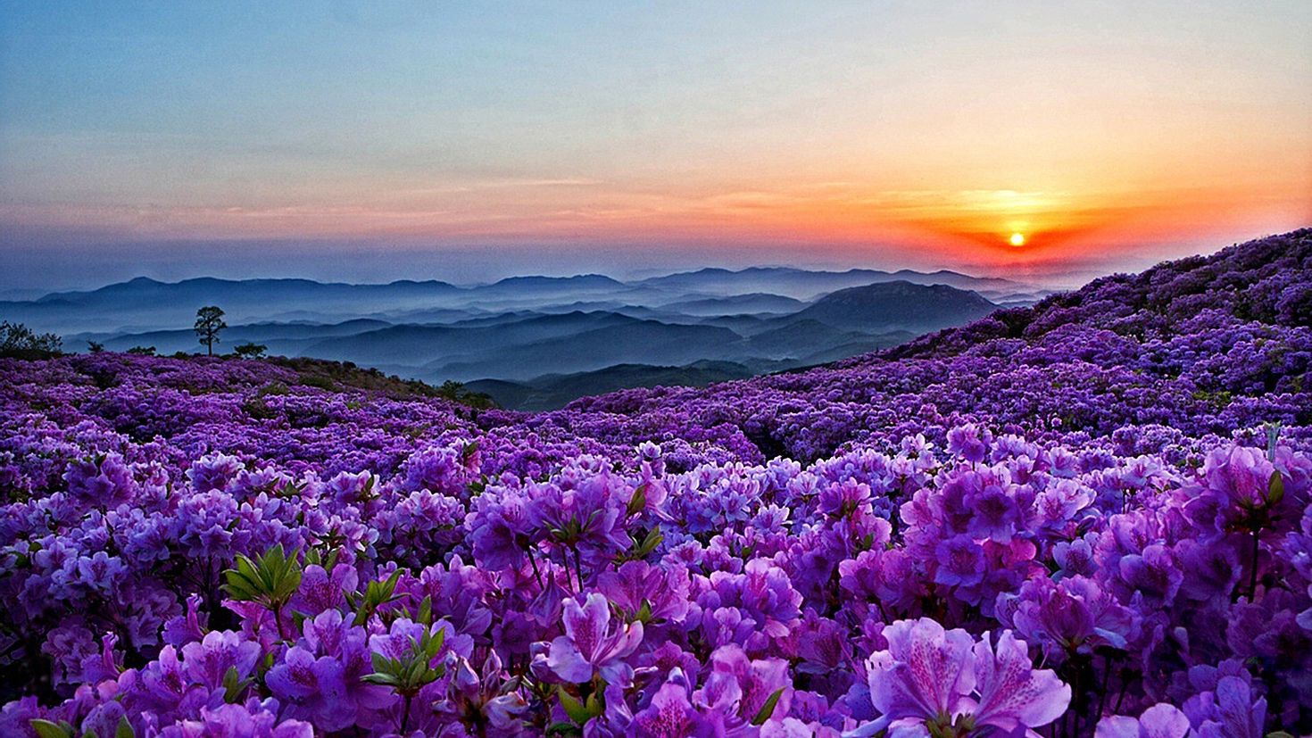 Прекрасно. Сиреневые цветы. Фиолетовая природа. Фиолетовые цветы. Пейзаж цветы.