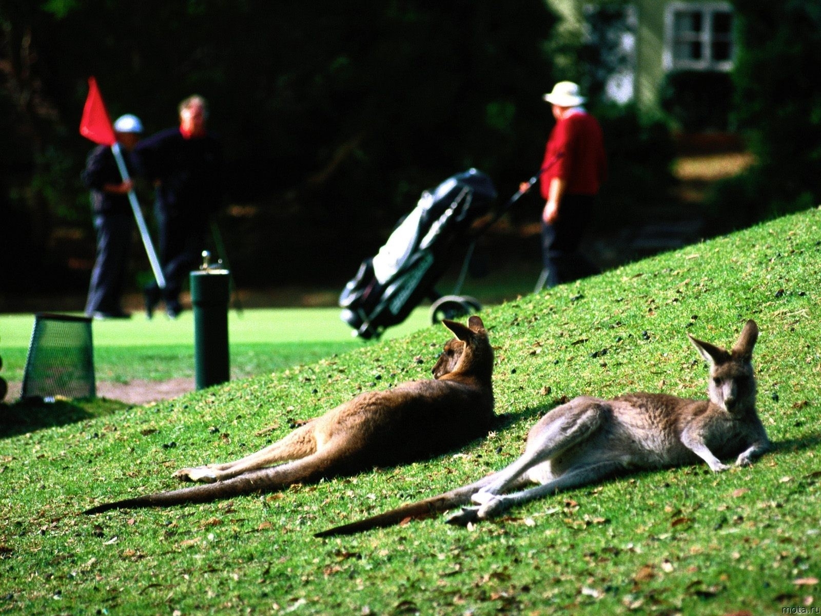 Laden Sie das Kangaroo, Tiere-Bild kostenlos auf Ihren PC-Desktop herunter