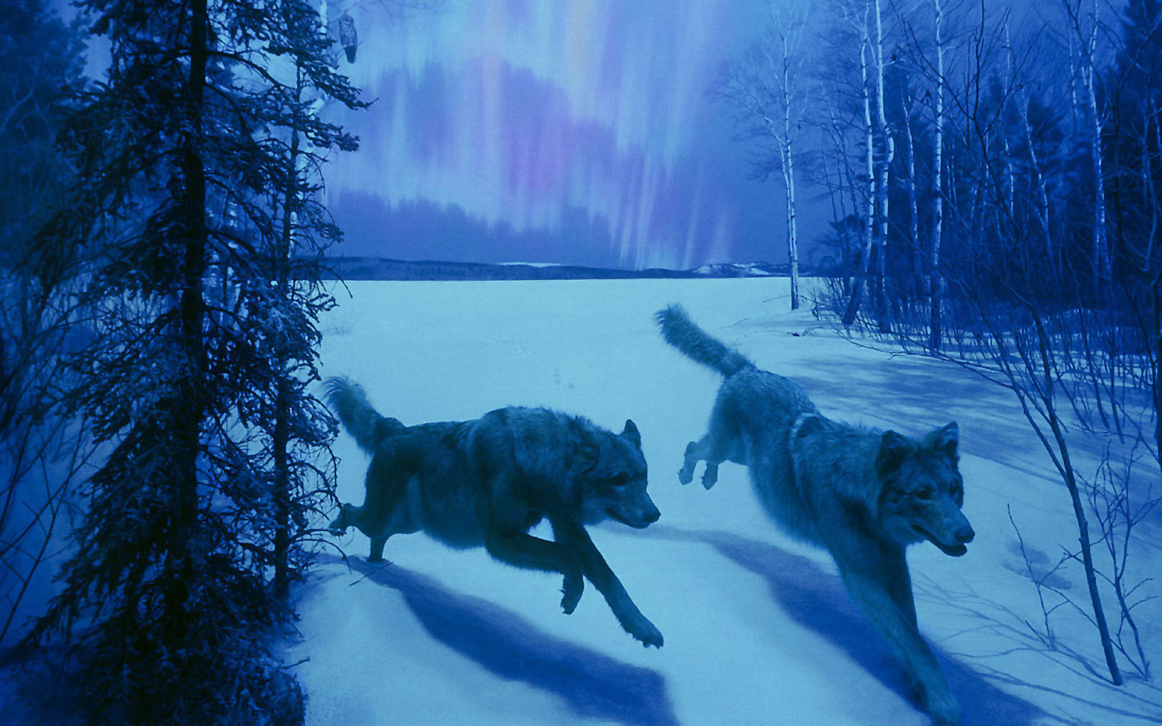 Mobile wallpaper nature, animal, wolf, wolves