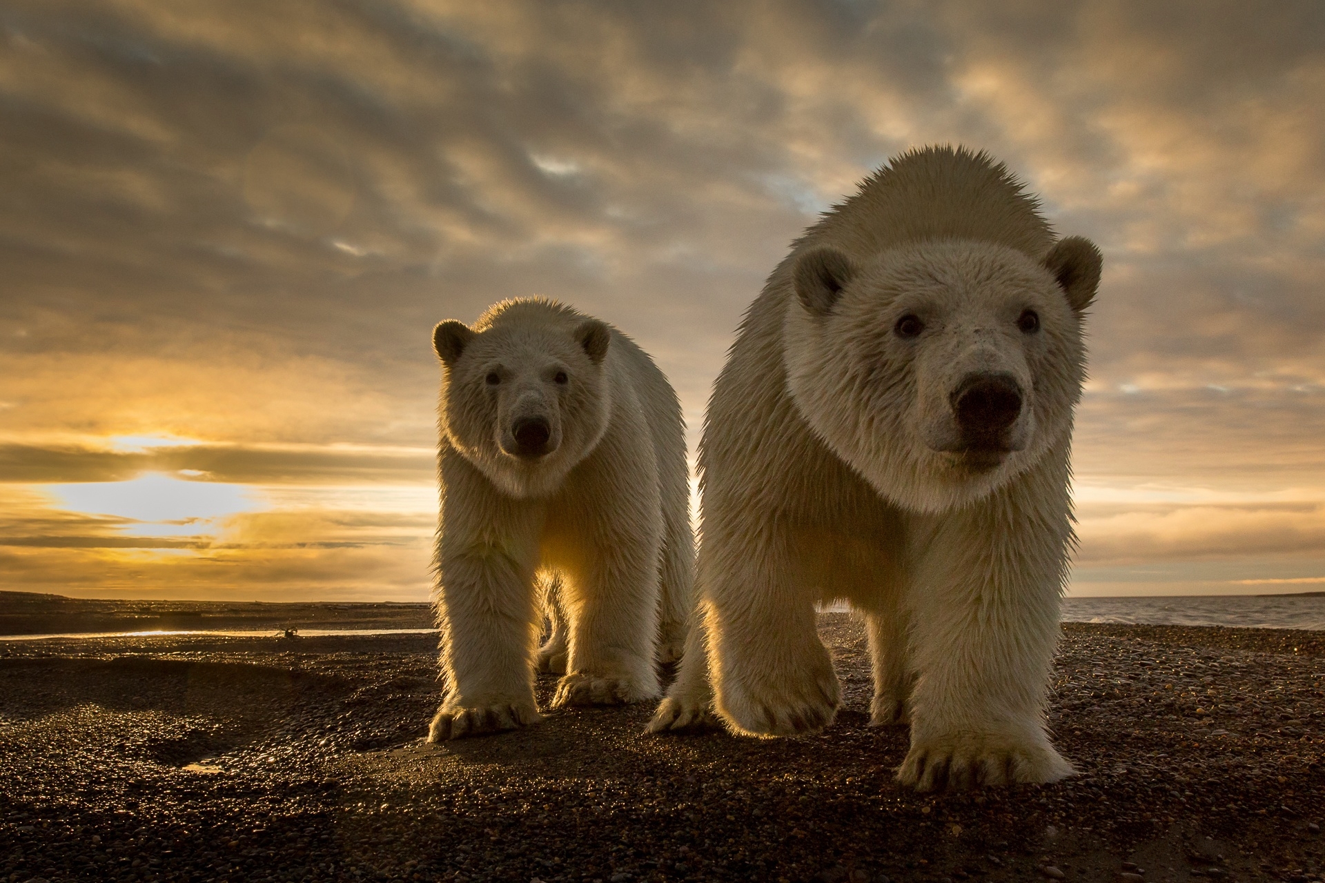 polar bear, animal, bear, sunset, bears 4K