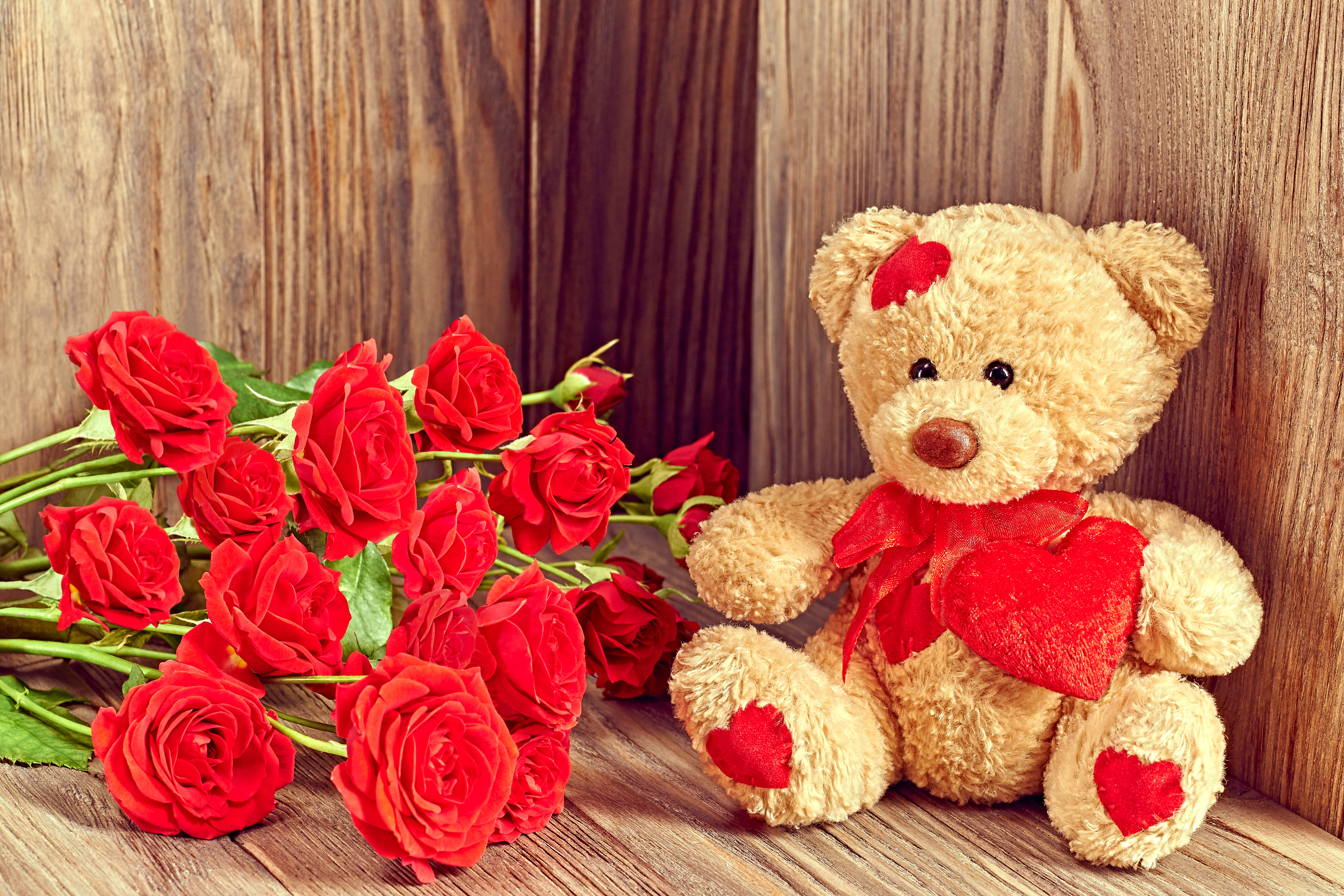 teddy bear, holiday, valentine's day, flower, love, red rose, rose