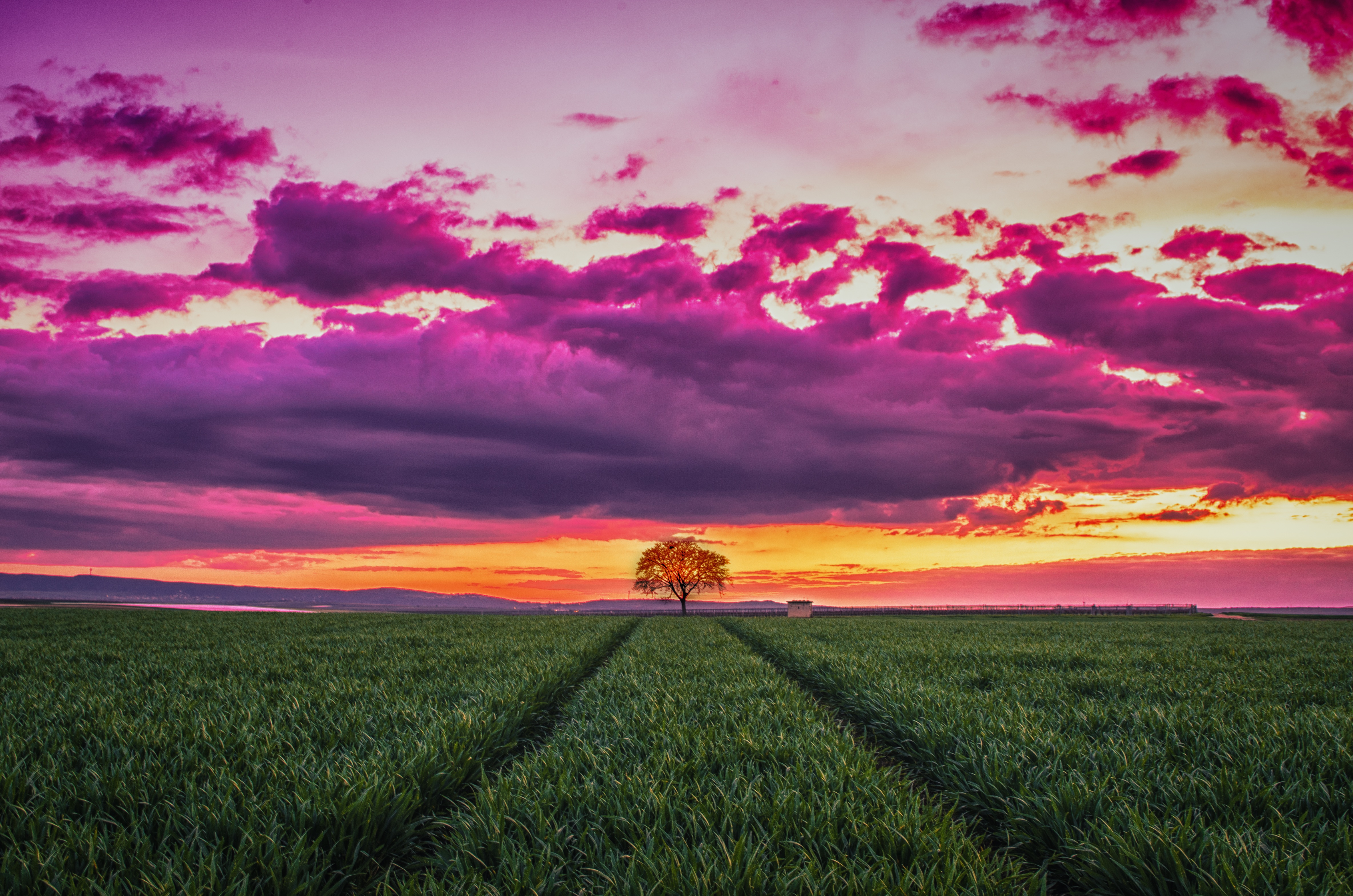 Free download wallpaper Nature, Sunset, Grass, Clouds, Horizon, Tree, Wood, Field on your PC desktop