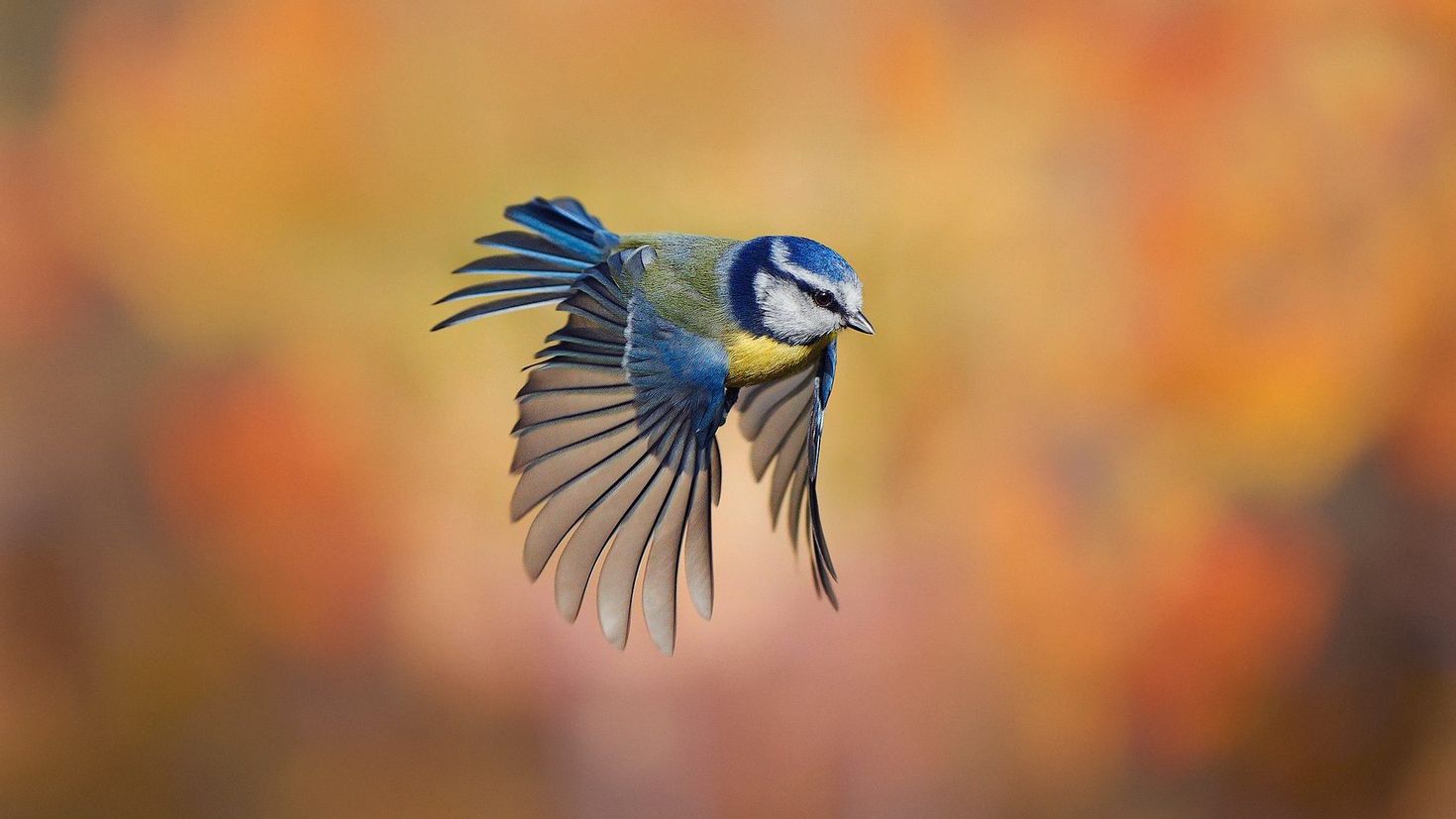 Bird 4pda. Синичка лазоревка. Синица лазоревка в полете. Синица лазоревка крыло. Лазоревка синица Wallpaper.