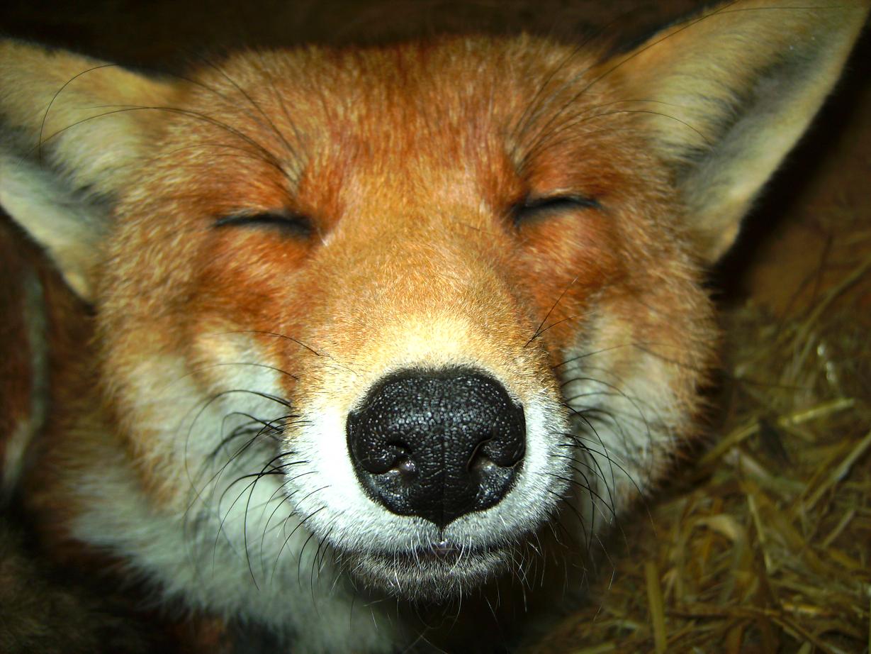 First fox. Лис (животное) без левого глаза. Тайская лиса животное.