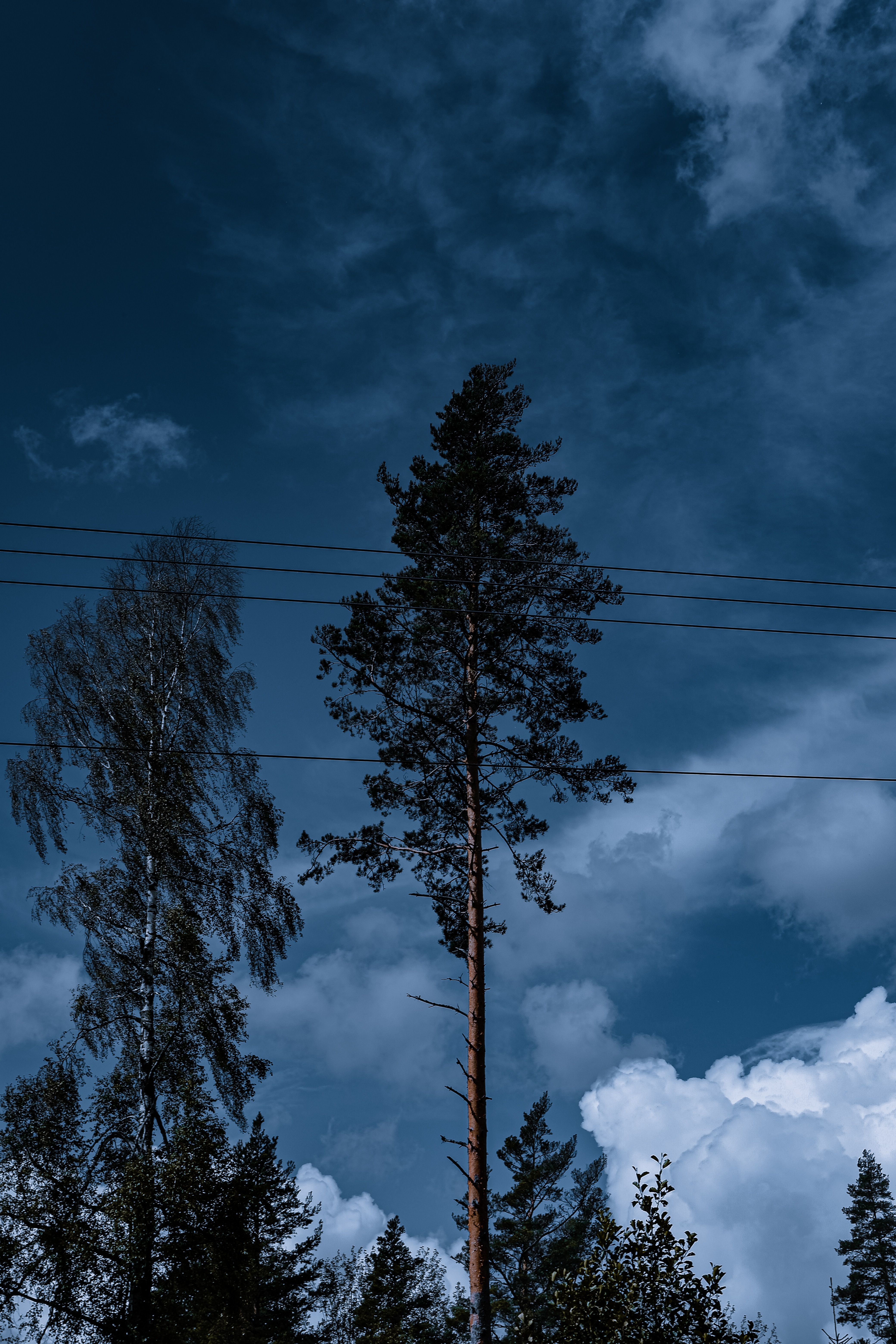nature, trees, sky, clouds, wires, wire