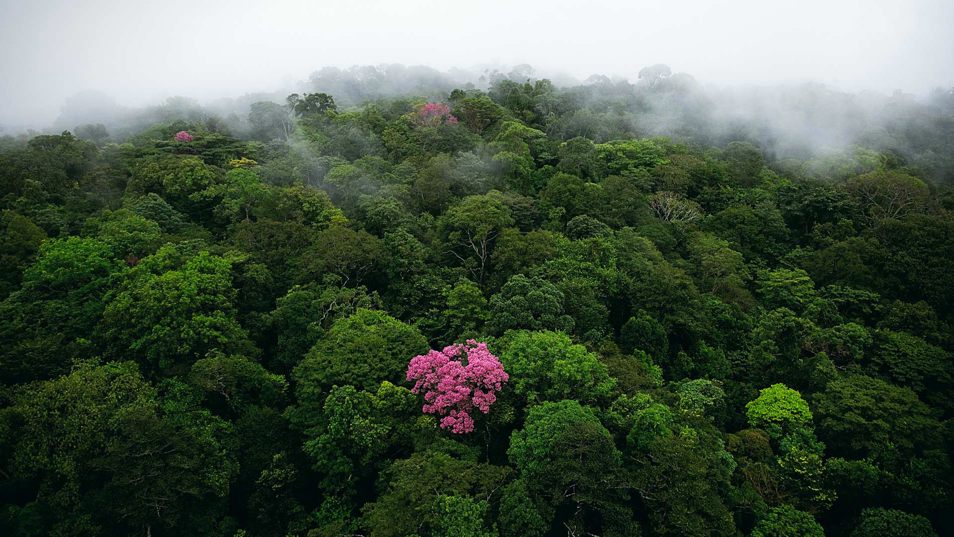 Субтропический лес Индия