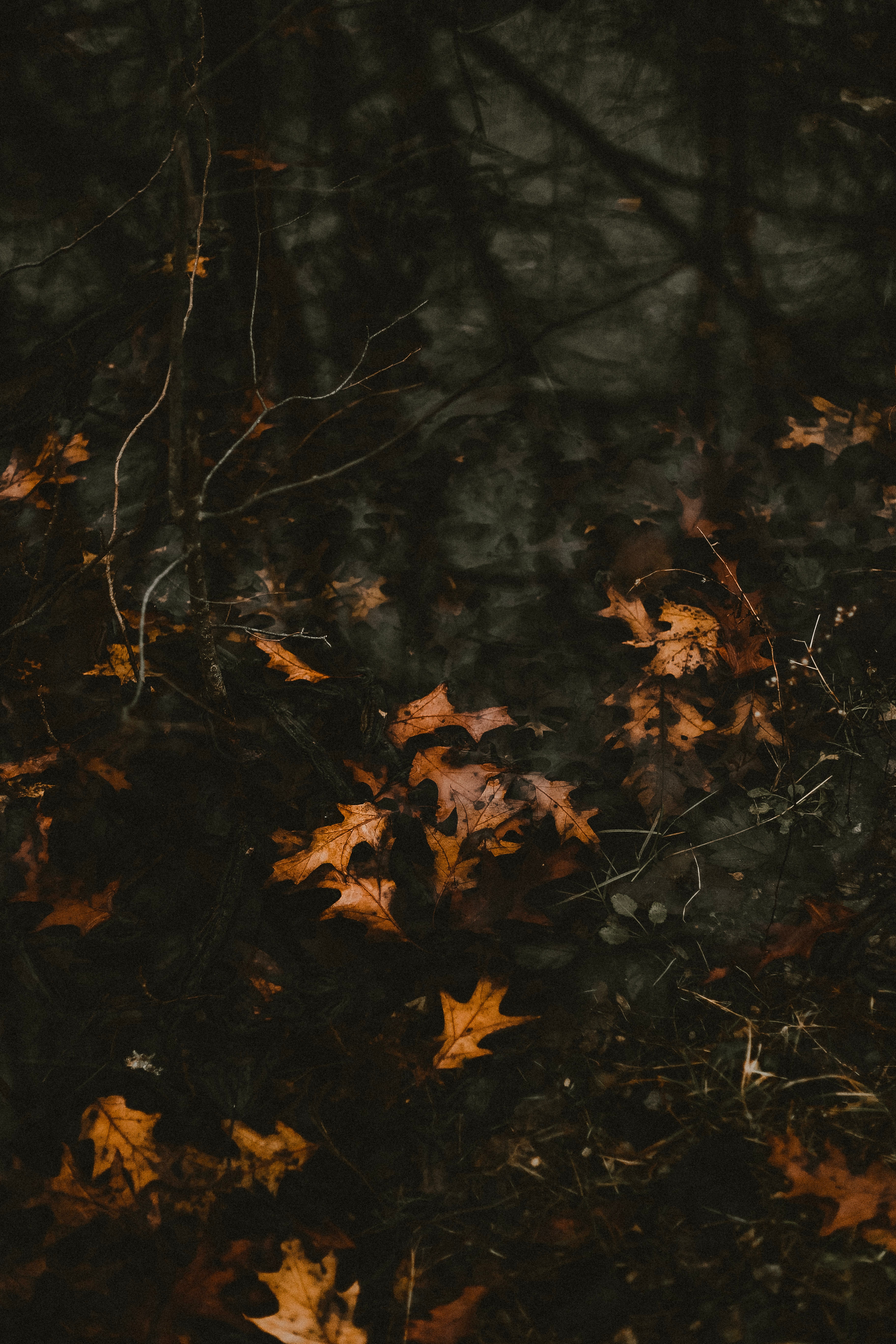 Download mobile wallpaper Fallen, Water, Nature, Autumn, Leaves for free.