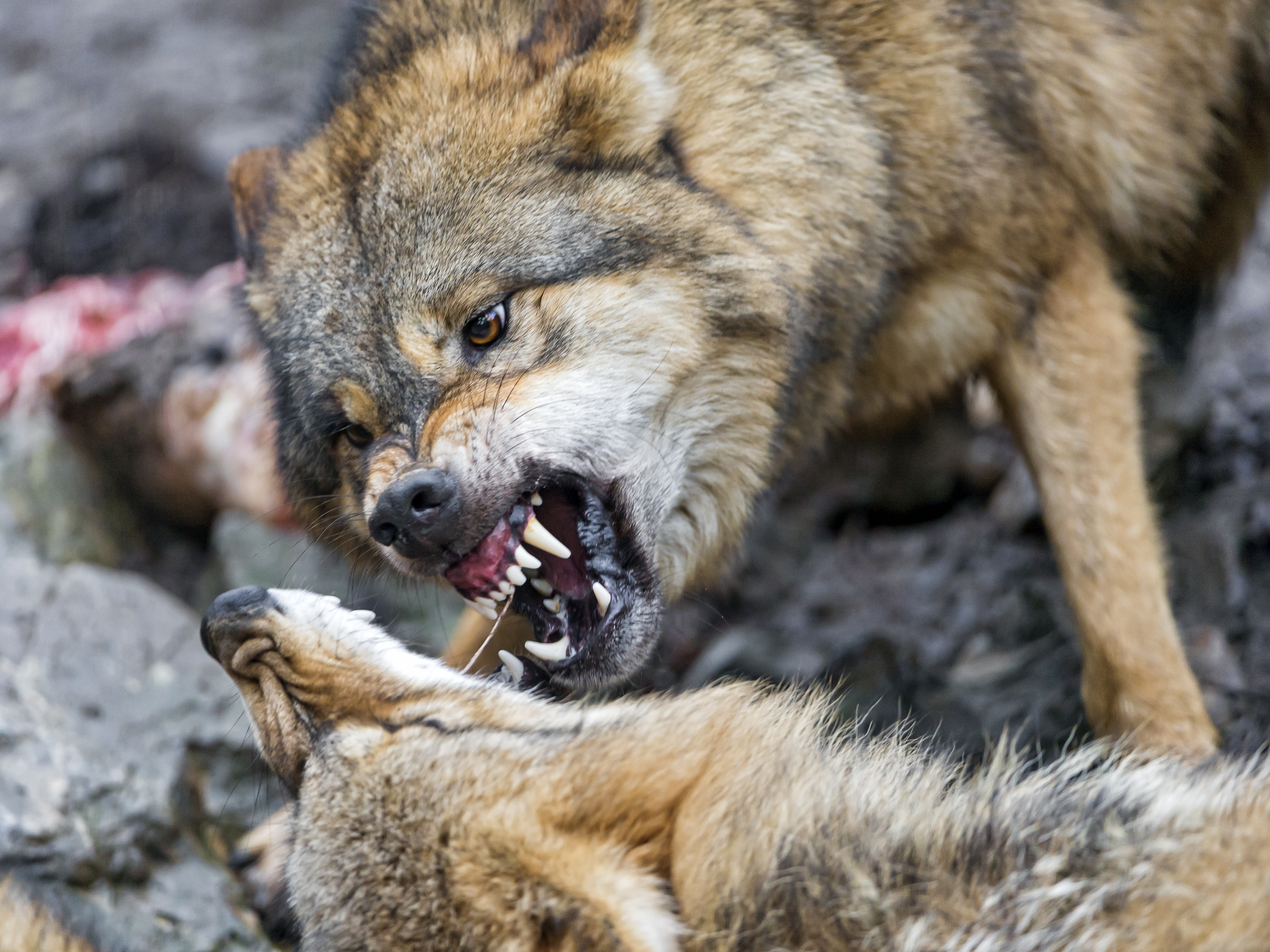 Волк в ярости