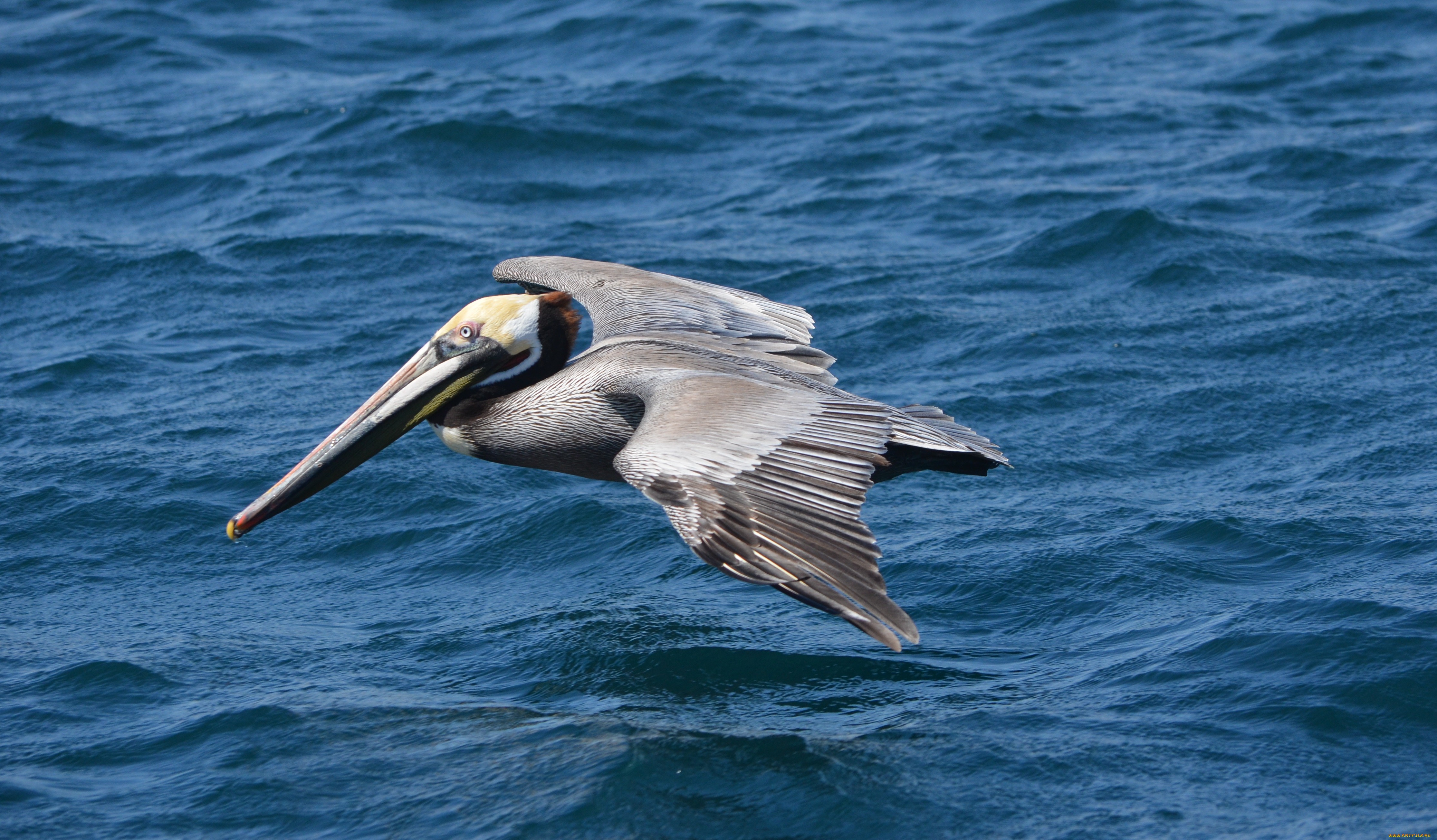 309629 Bild herunterladen tiere, pelikan, vögel - Hintergrundbilder und Bildschirmschoner kostenlos
