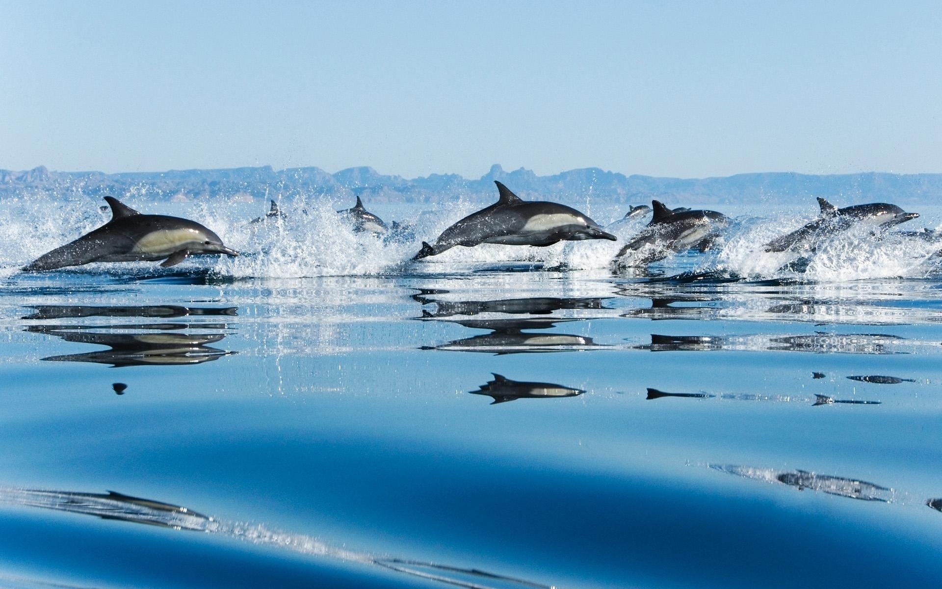Mobile Wallpaper Dolfins 