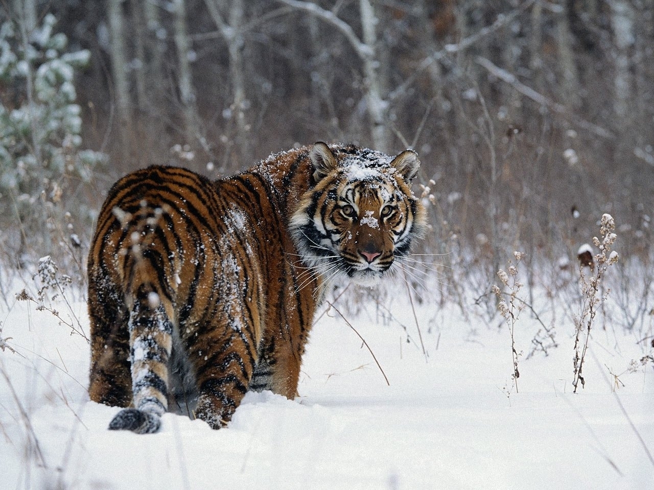25454 baixar papel de parede tigres, animais, inverno, neve, cinza - protetores de tela e imagens gratuitamente