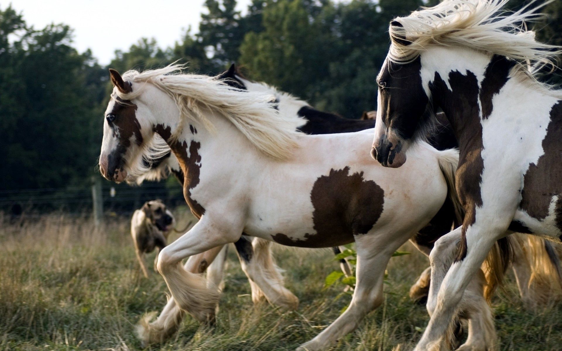 86052 скачать картинку лошади, пятнистый, животные, красивый, стадо, бег - обои и заставки бесплатно