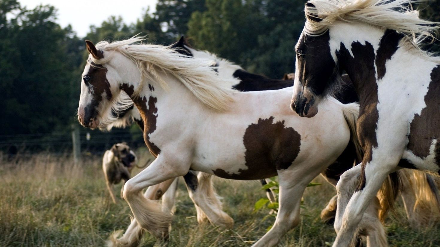 Horses horses when. Тяжеловоз Шайр черный. Пегий Мустанг лошадь. Обои на рабочий стол лошади. Красивый конь.