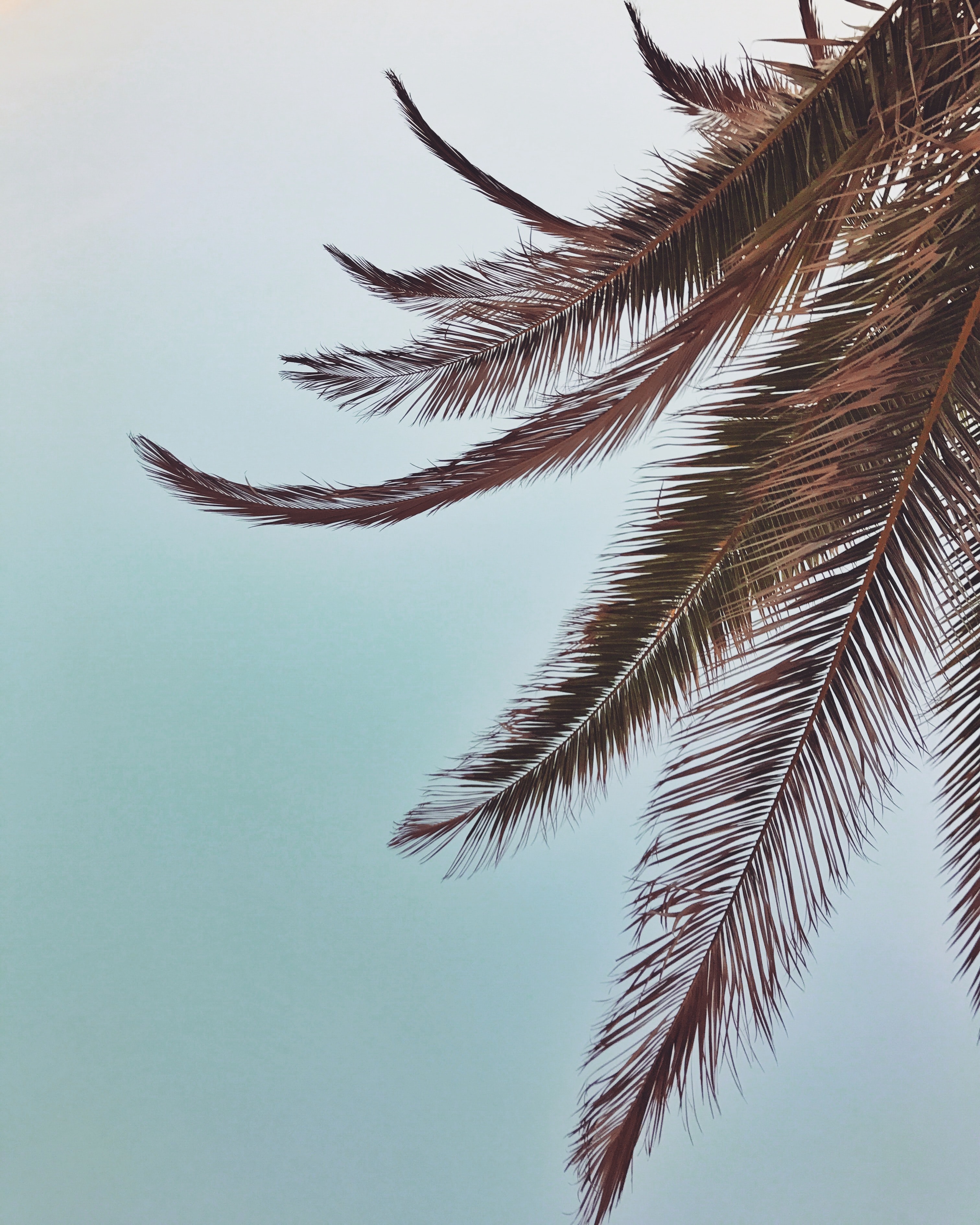 tropical, nature, sky, leaves, palm, branches Phone Background