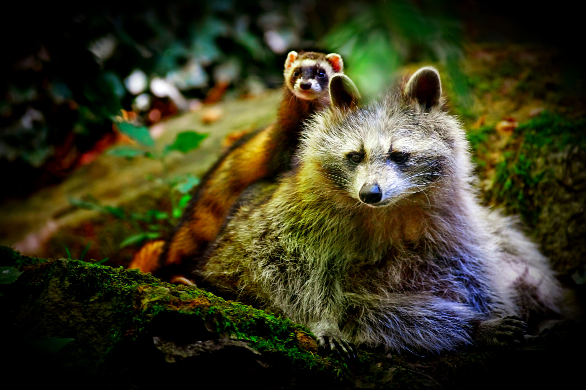 ferret, animal, cute, raccoon