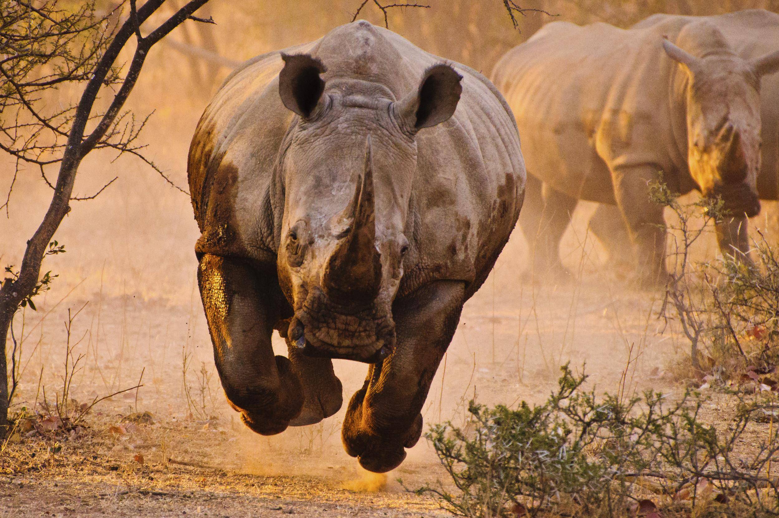 rhinoceros, rhino, animal Aesthetic wallpaper