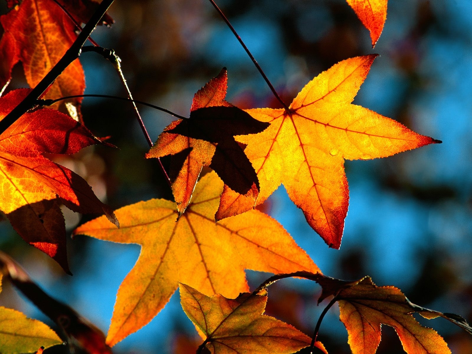Скачать картинку Листья, Растения, Осень в телефон бесплатно.