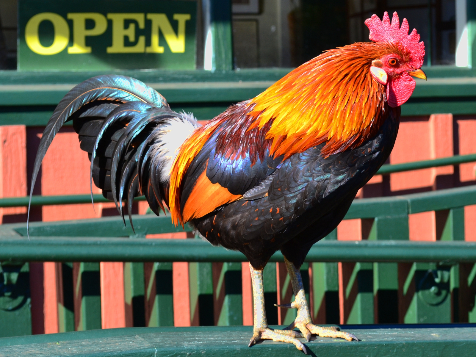 animal, rooster, chicken, birds Aesthetic wallpaper