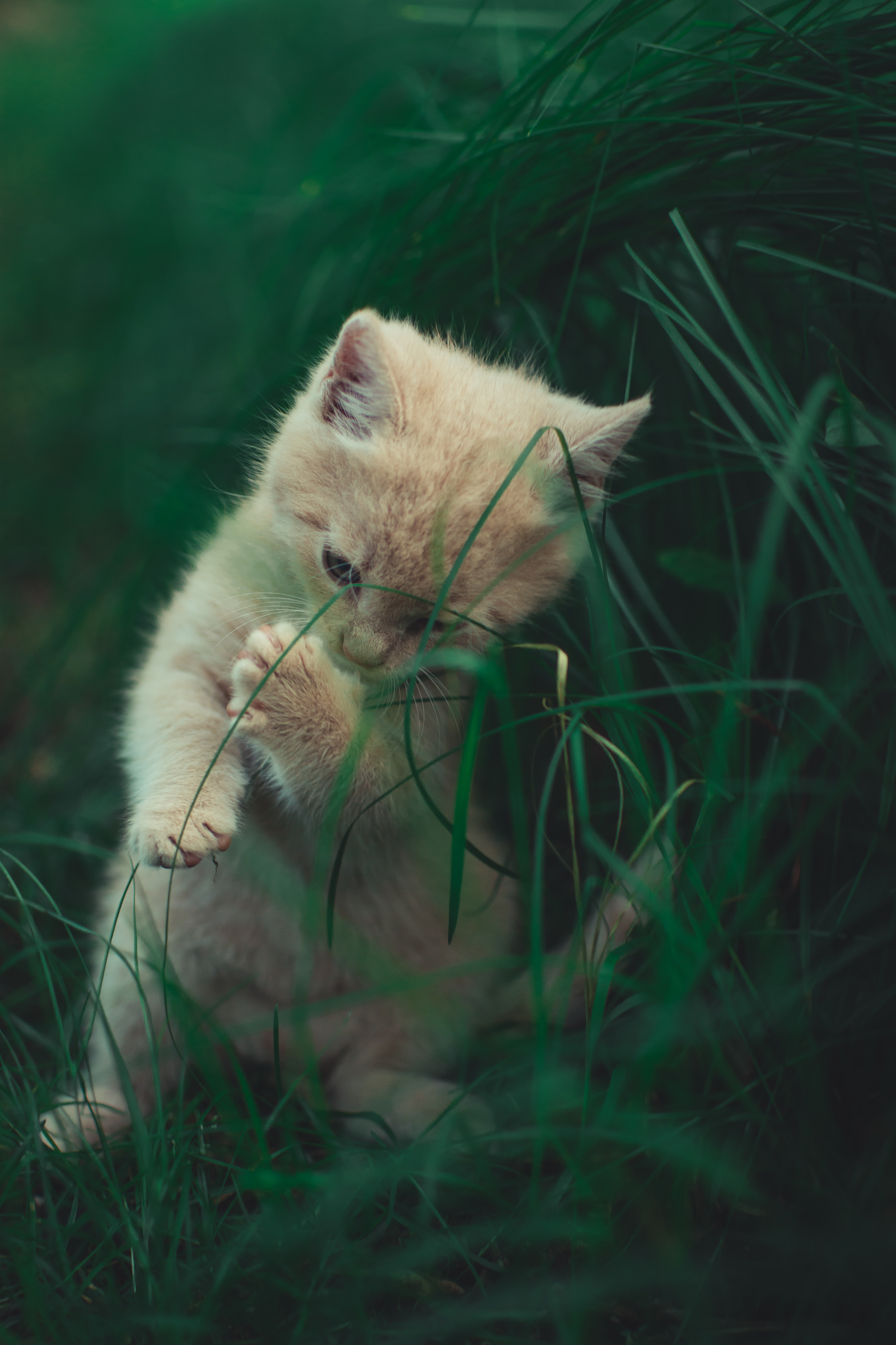 grass, cat, kitty, animals, sweetheart, playful, kitten, nice for android