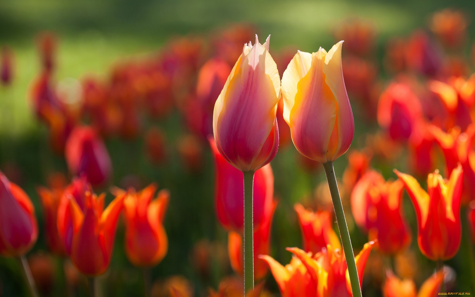 28424 Hintergrundbild herunterladen tulpen, pflanzen, blumen - Bildschirmschoner und Bilder kostenlos