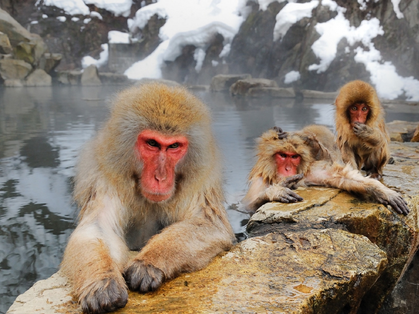 Laden Sie das Tiere, Monkeys-Bild kostenlos auf Ihren PC-Desktop herunter