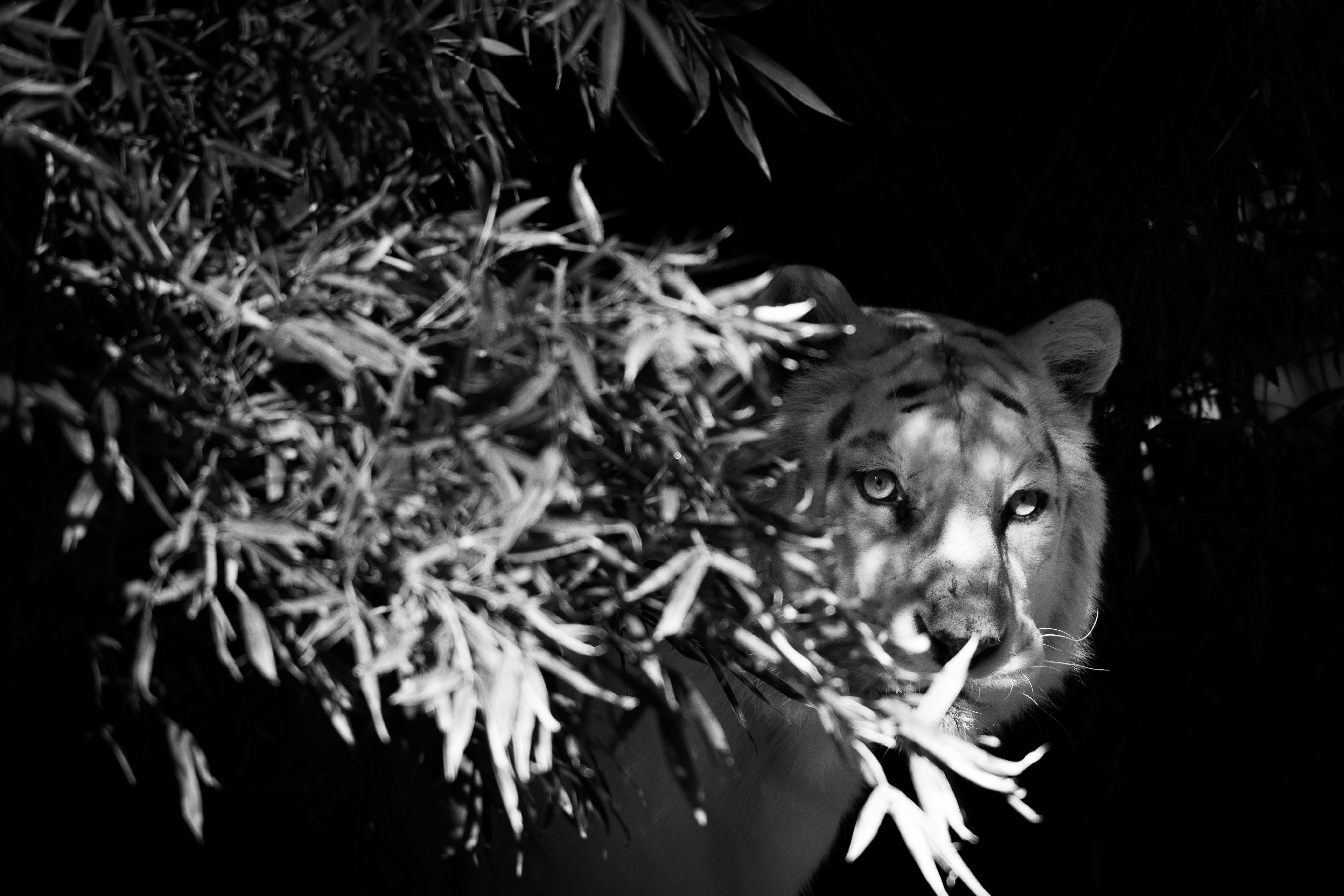 Free download wallpaper Animals, Branches, Hide, Bw, White Tiger, Chb, Tiger on your PC desktop