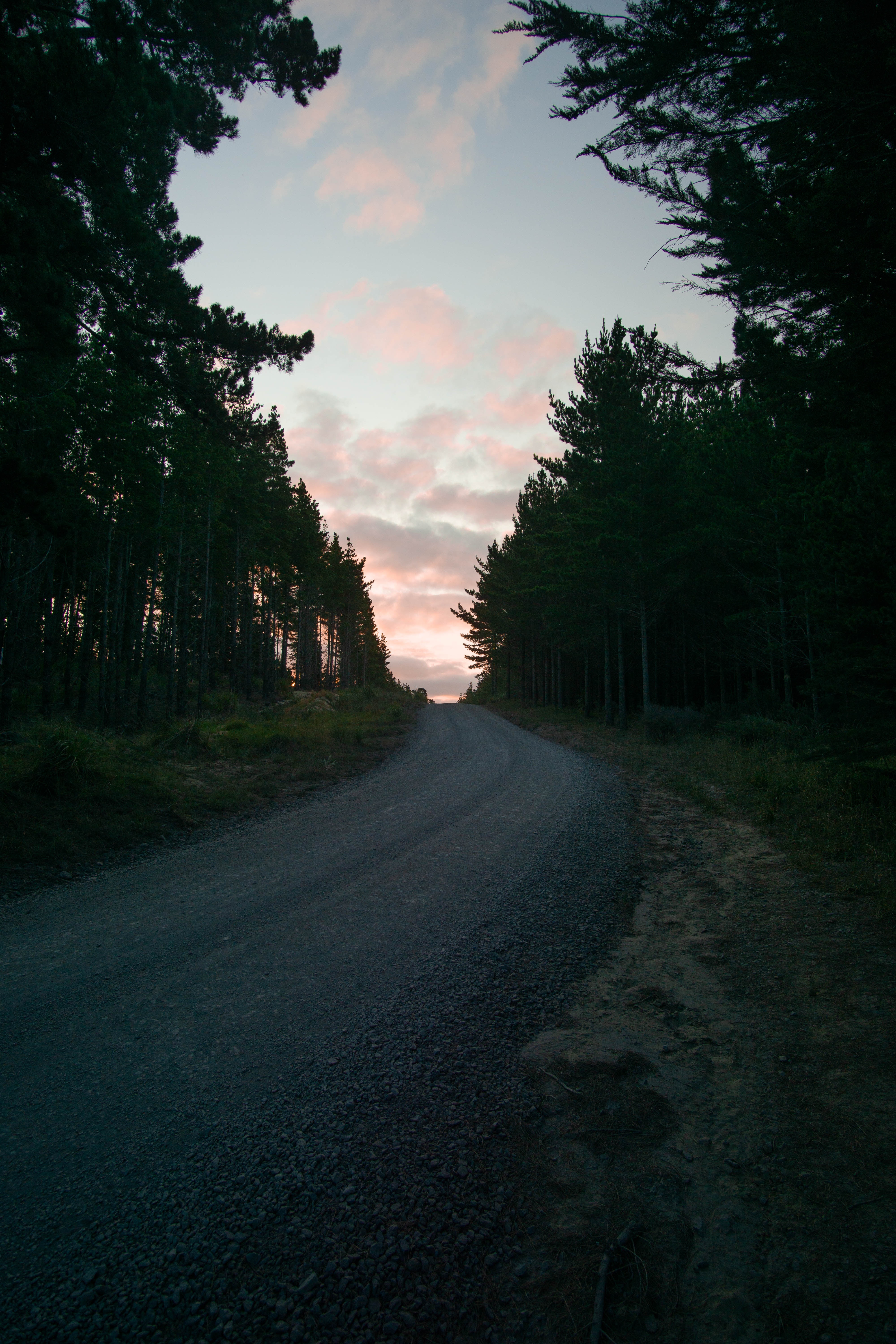 road, nature, trees, sunset, twilight, dusk, evening HD wallpaper