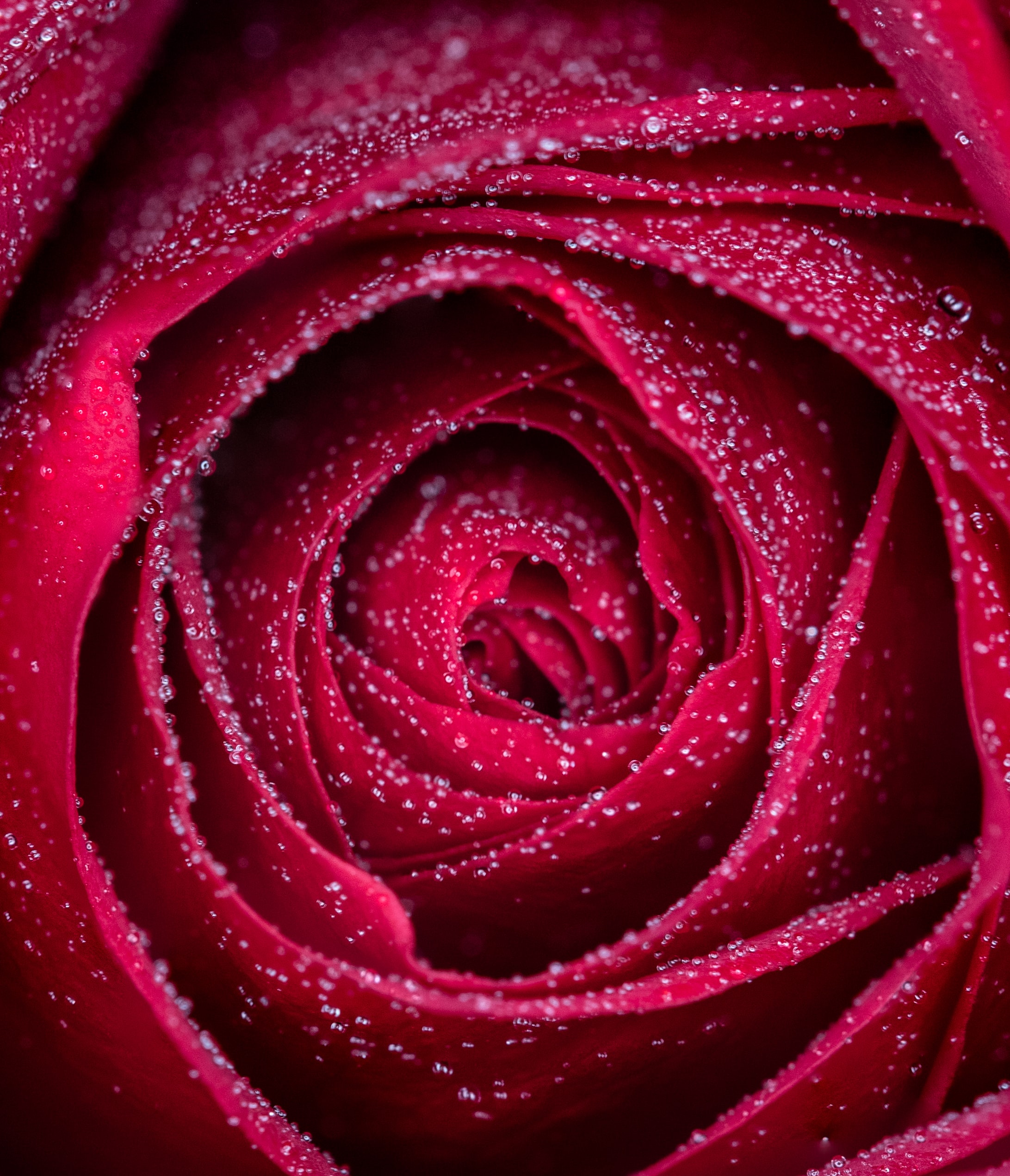 121137 télécharger le fond d'écran rose, drops, rouge, fleur, macro, une rose, pétales, mouiller, mouillé - économiseurs d'écran et images gratuitement