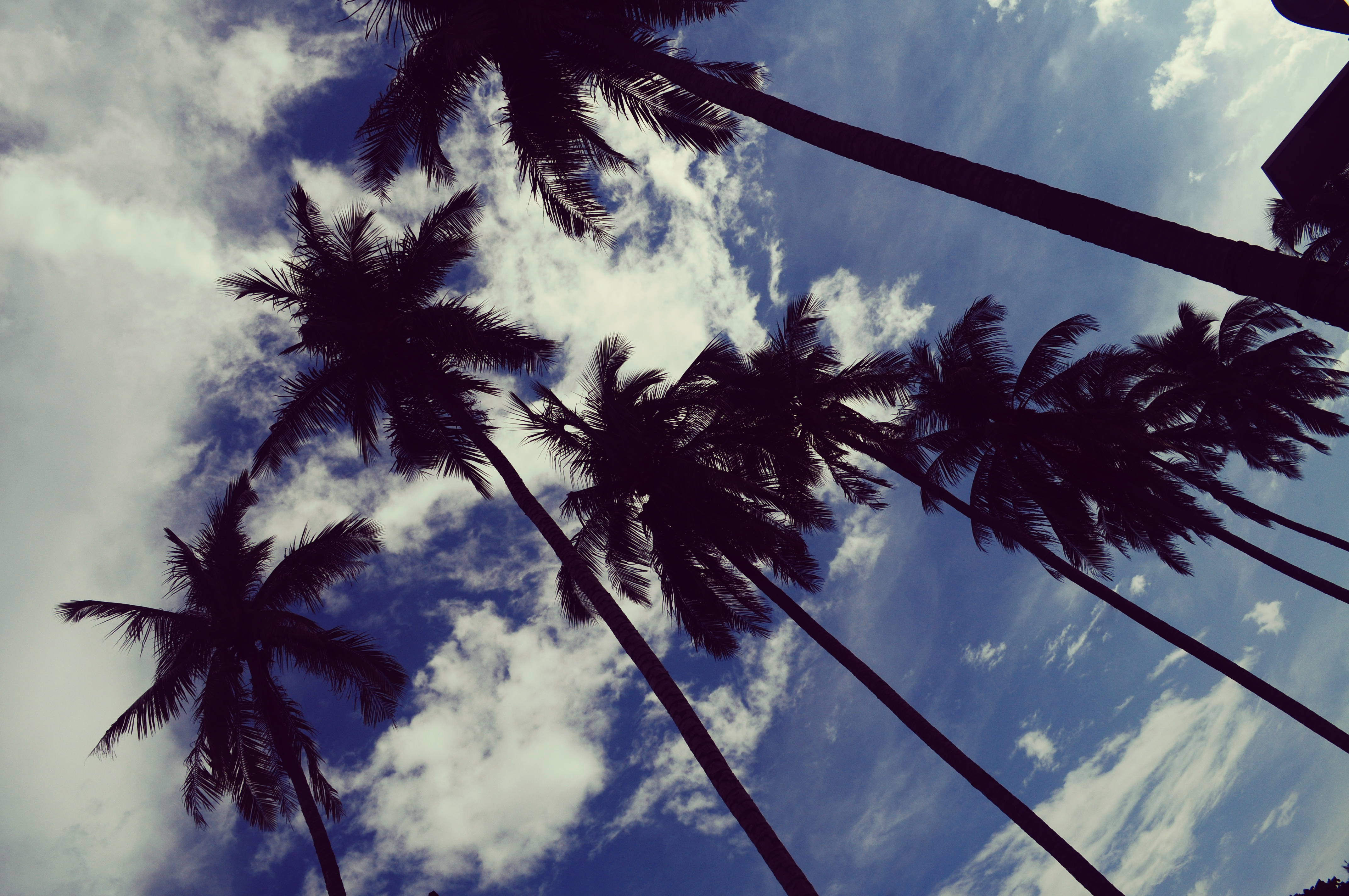 Пальмы и небо HD
