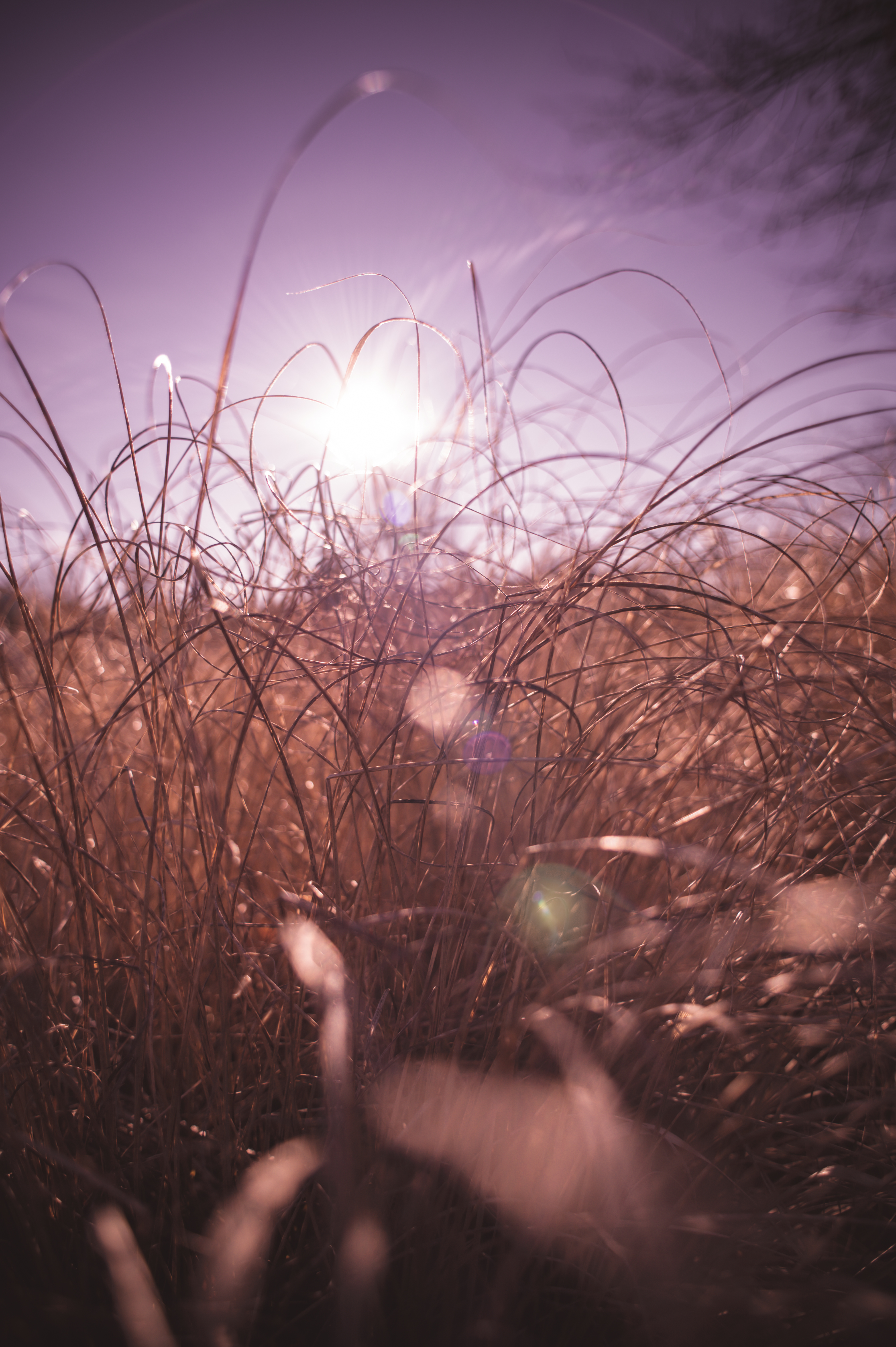 Laden Sie das Grass, Makro, Blendung, Sonnenlicht-Bild kostenlos auf Ihren PC-Desktop herunter