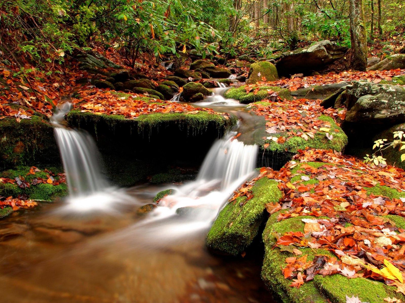 Laden Sie das Natur, Stones, Blätter, Moos, Moss, Wasser, Wald, Quelle, Herbst, Flüsse-Bild kostenlos auf Ihren PC-Desktop herunter